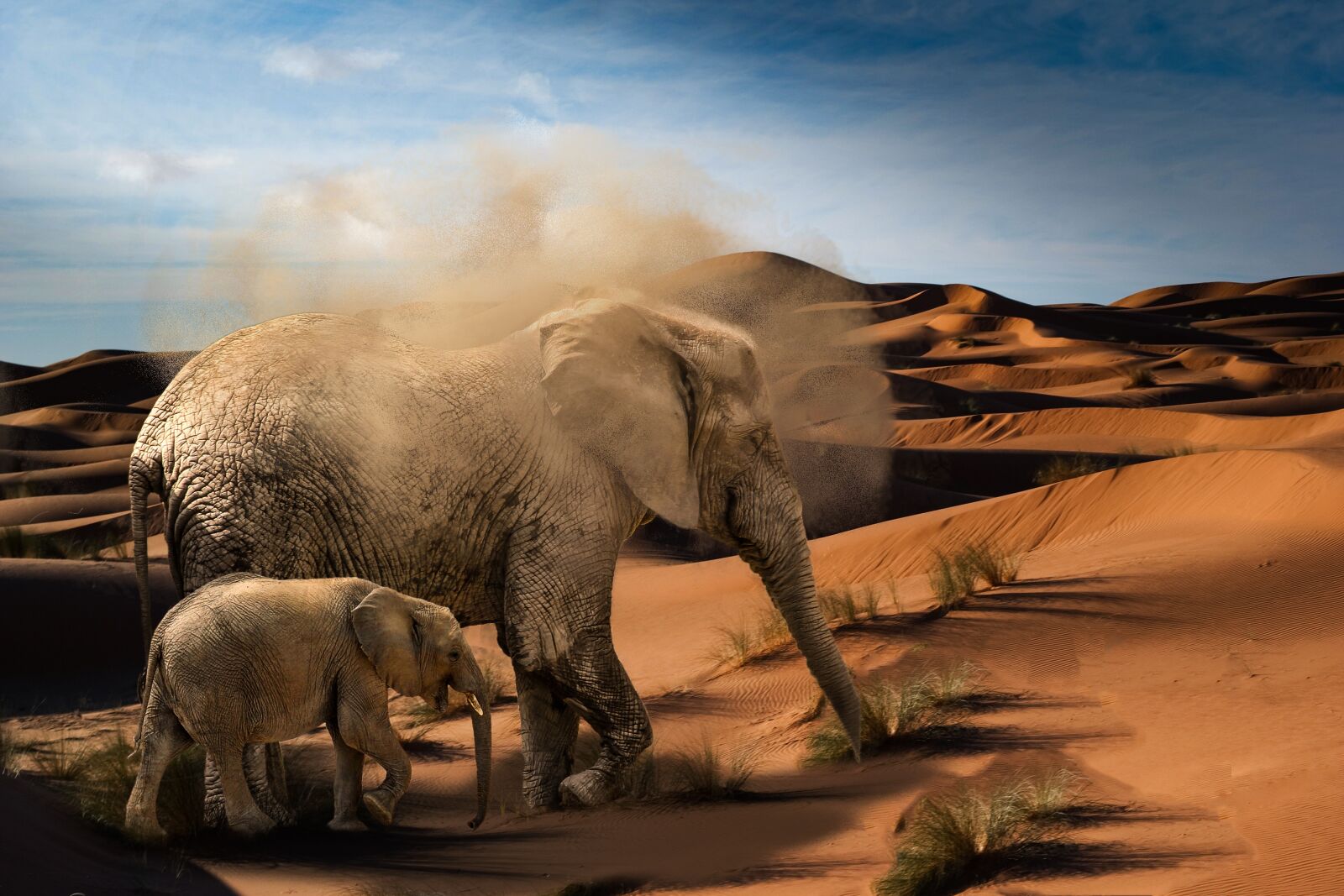 Canon EOS 7D sample photo. Elephant, baby elephant, desert photography