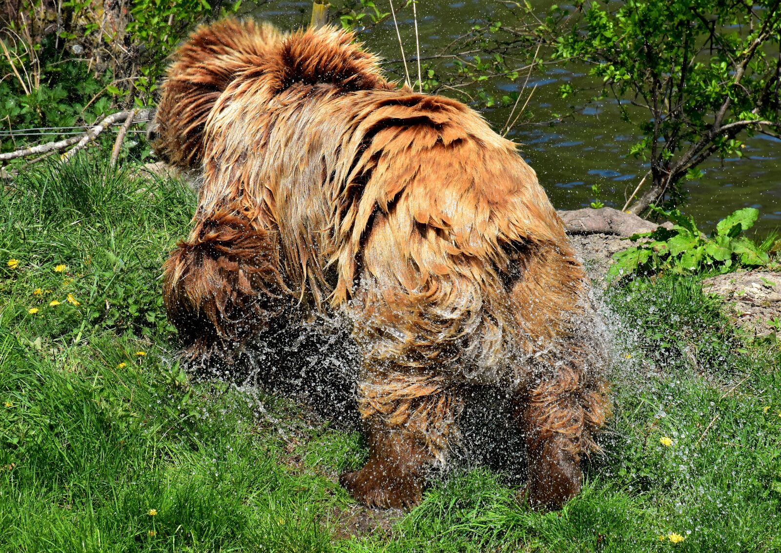 Nikon D7200 sample photo. European brown bear, brown photography