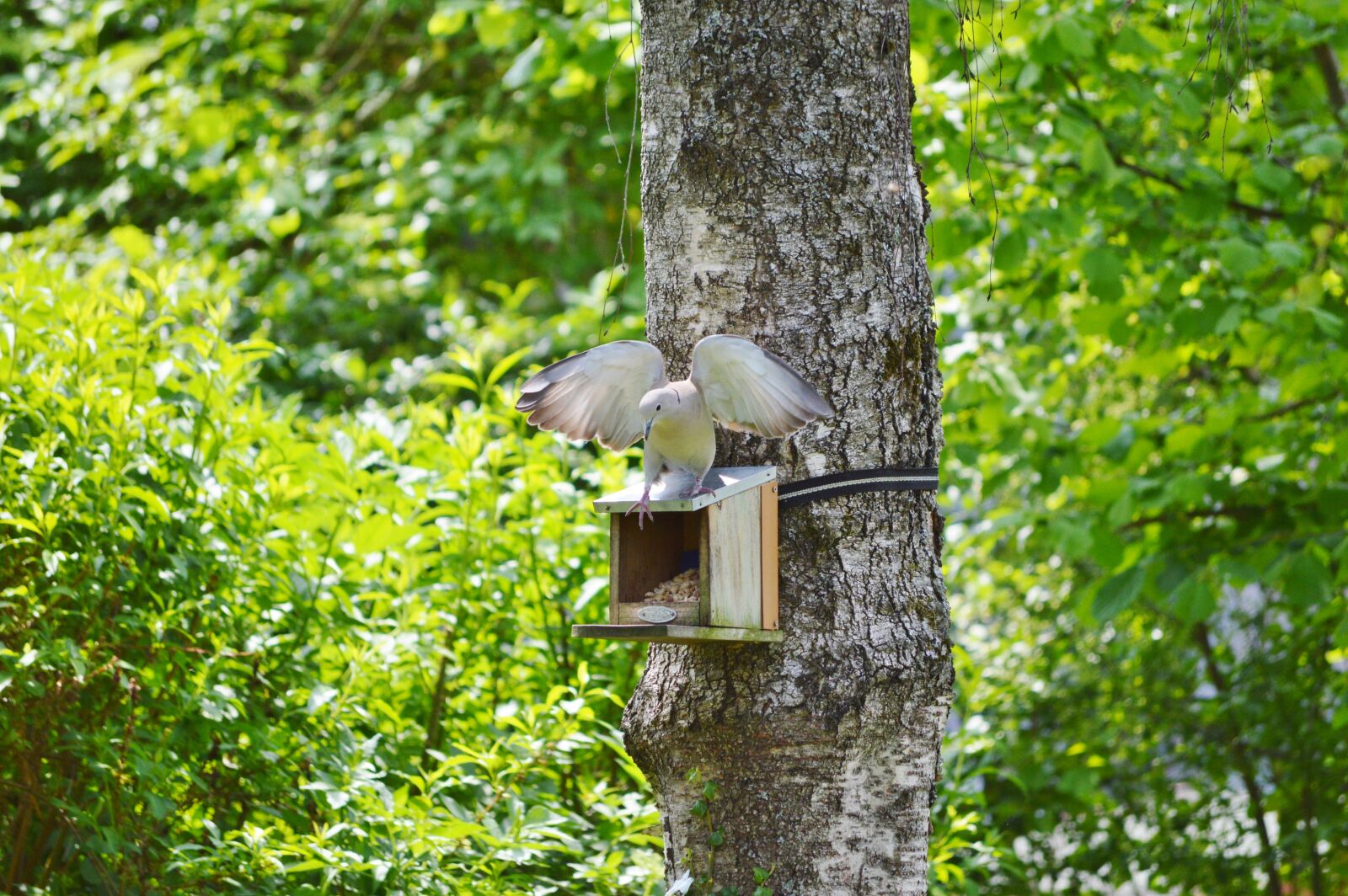 Nikon D3200 sample photo. Dove, bird, feather photography