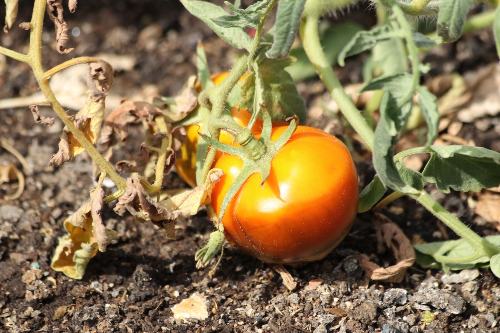 Canon EOS 77D (EOS 9000D / EOS 770D) + Canon EF 70-300mm F4-5.6 IS USM sample photo. Tomato, why, field photography