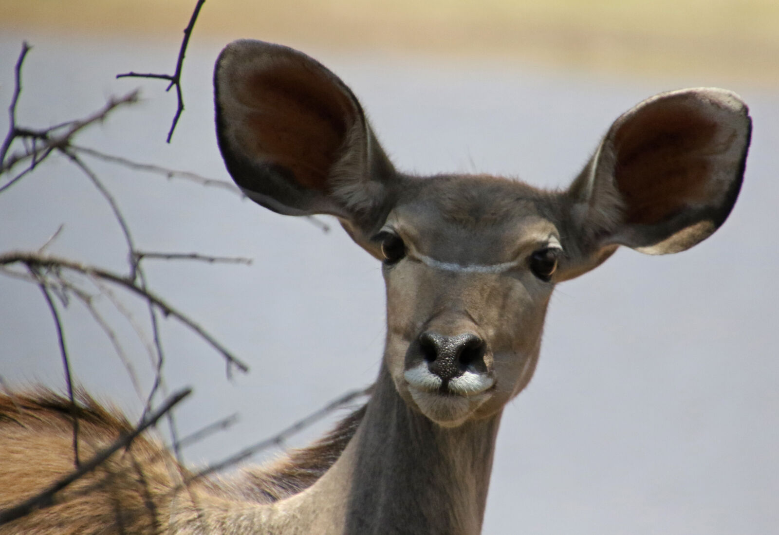 Canon EOS 7D Mark II sample photo. Animal, buck, bush, ears photography