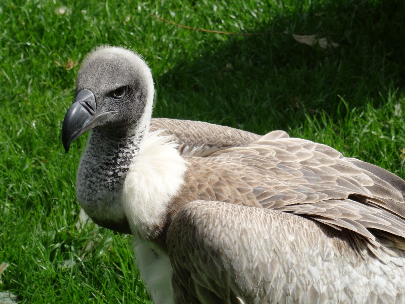 Sony DSC-HX50 sample photo. Vulture, wilture, hooded photography