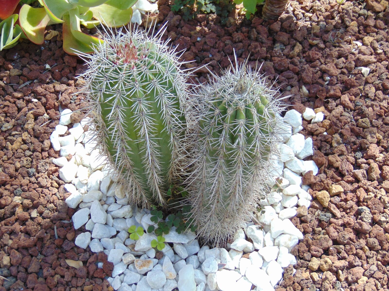 Sony Cyber-shot DSC-H300 sample photo. Cactus, plant, spain photography