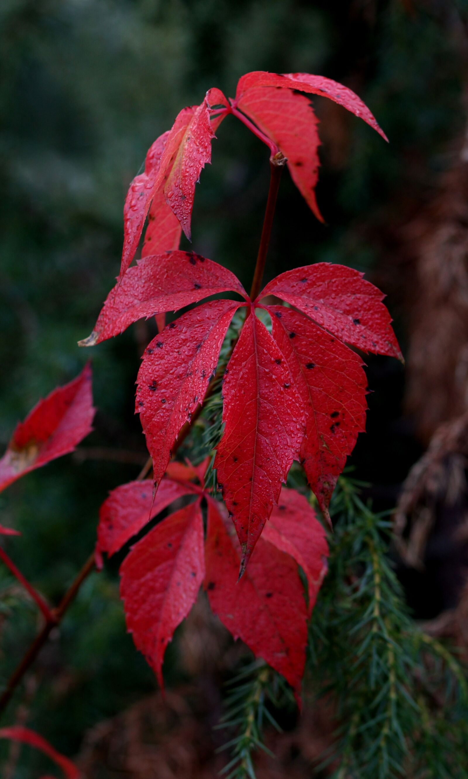 Canon EOS 700D (EOS Rebel T5i / EOS Kiss X7i) + Canon EF 85mm F1.8 USM sample photo. Leaves, red, autumn photography
