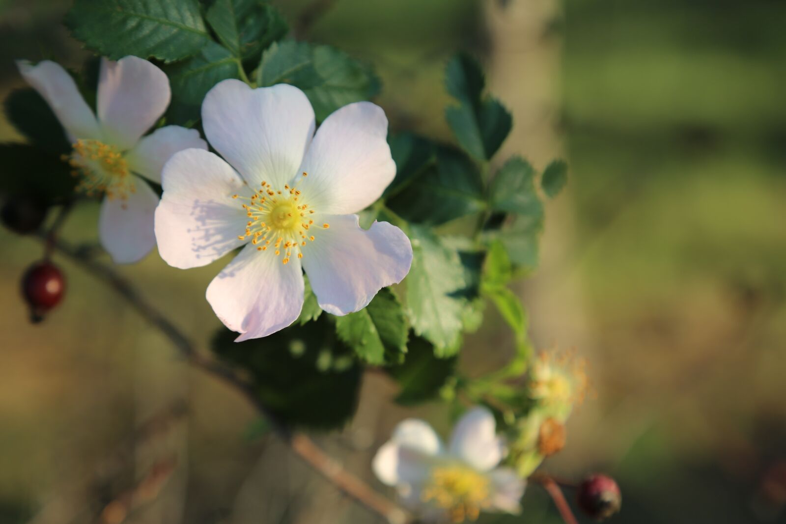 Canon EF 24-105mm F4L IS USM sample photo. Rosehip, nature, flower photography