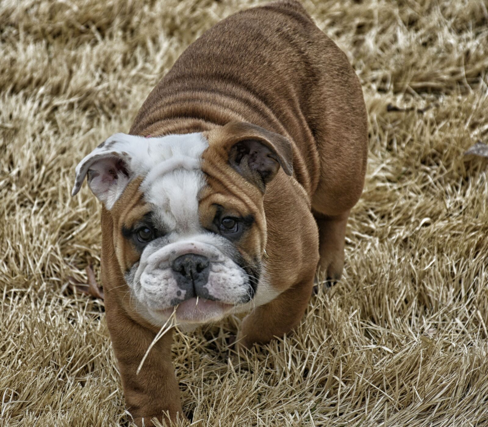 Nikon D7200 sample photo. English bull dog, dog photography