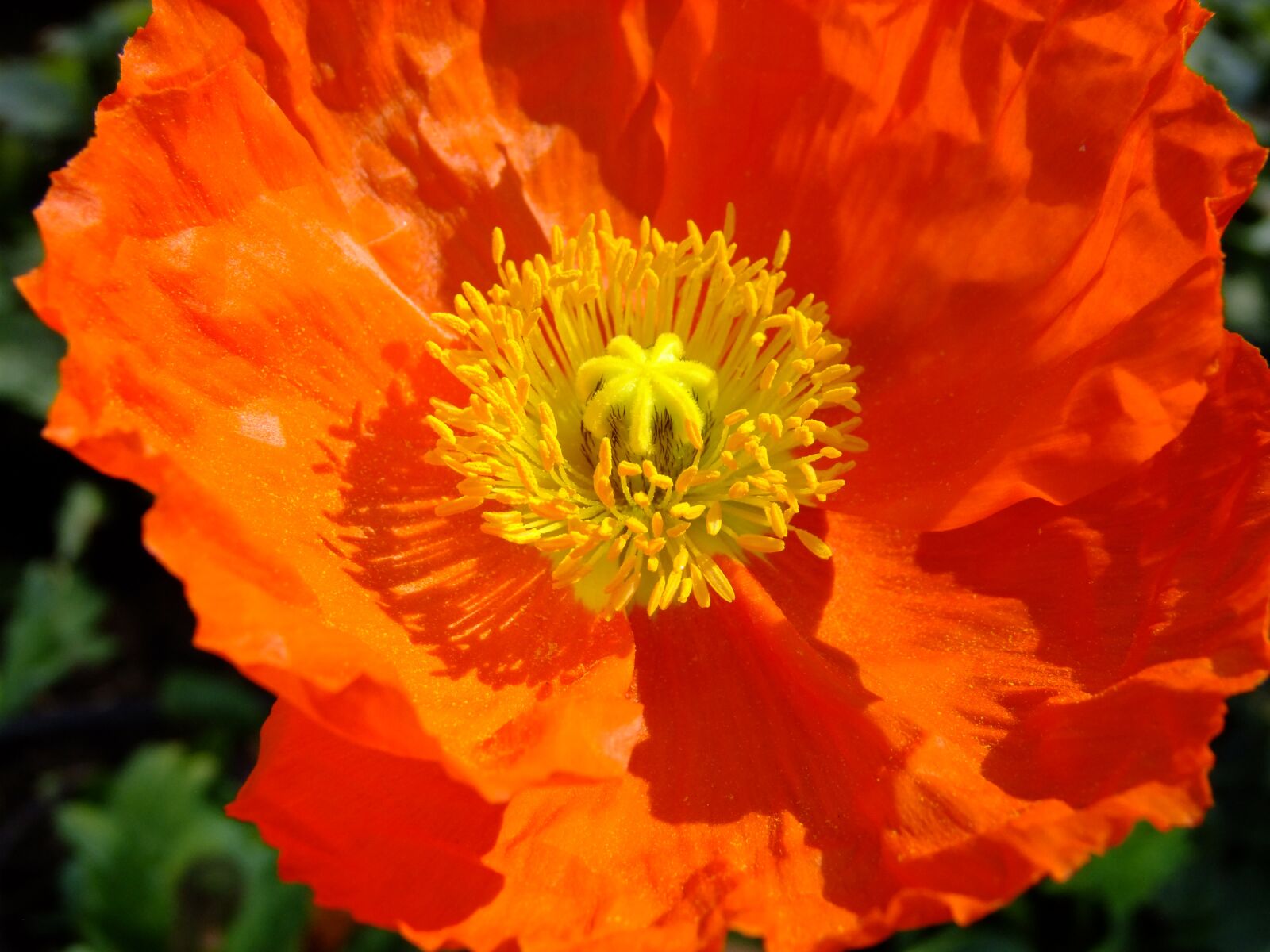 FujiFilm FinePix S200EXR (FinePix S205EXR) sample photo. Iceland poppy, poppy, blossom photography