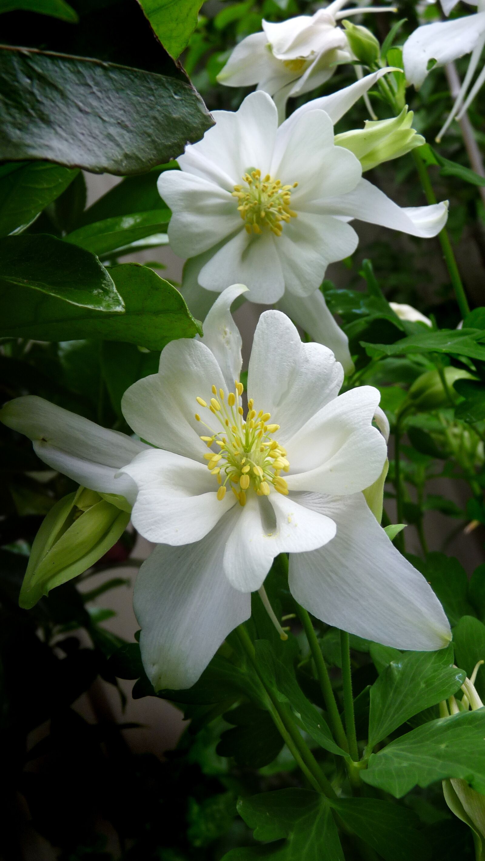 Panasonic Lumix DMC-FZ28 sample photo. White flowers, columbine, spring photography