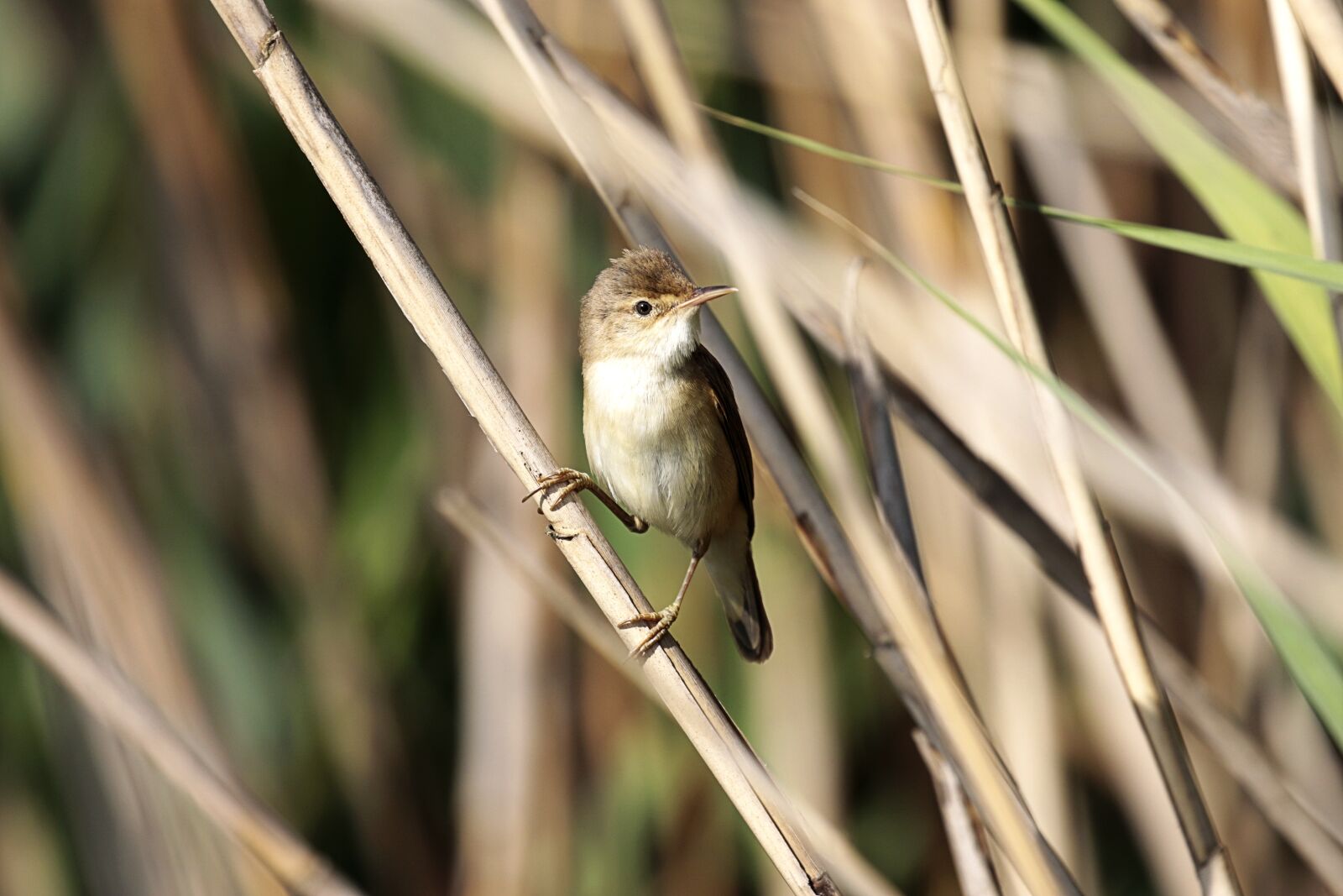Canon EOS 7D Mark II sample photo. Nature, reed warbler, reeds photography