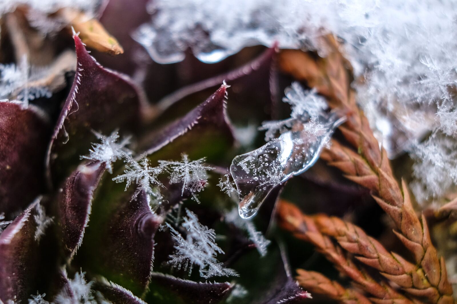 Fujifilm X-T2 sample photo. Nature, frost, winter photography