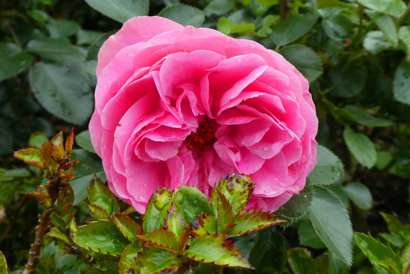 Panasonic Lumix DC-ZS70 (Lumix DC-TZ90) sample photo. Rose, bloom, flowers photography