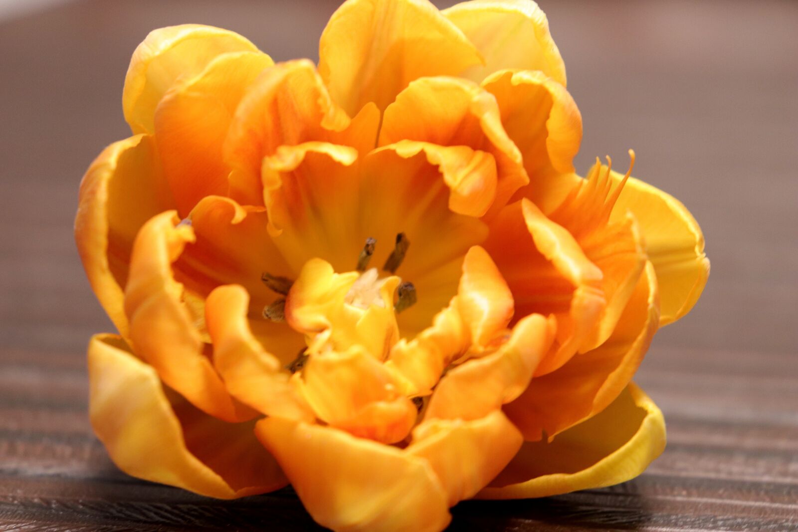 Canon EOS 77D (EOS 9000D / EOS 770D) sample photo. Tulip, orange, flower photography