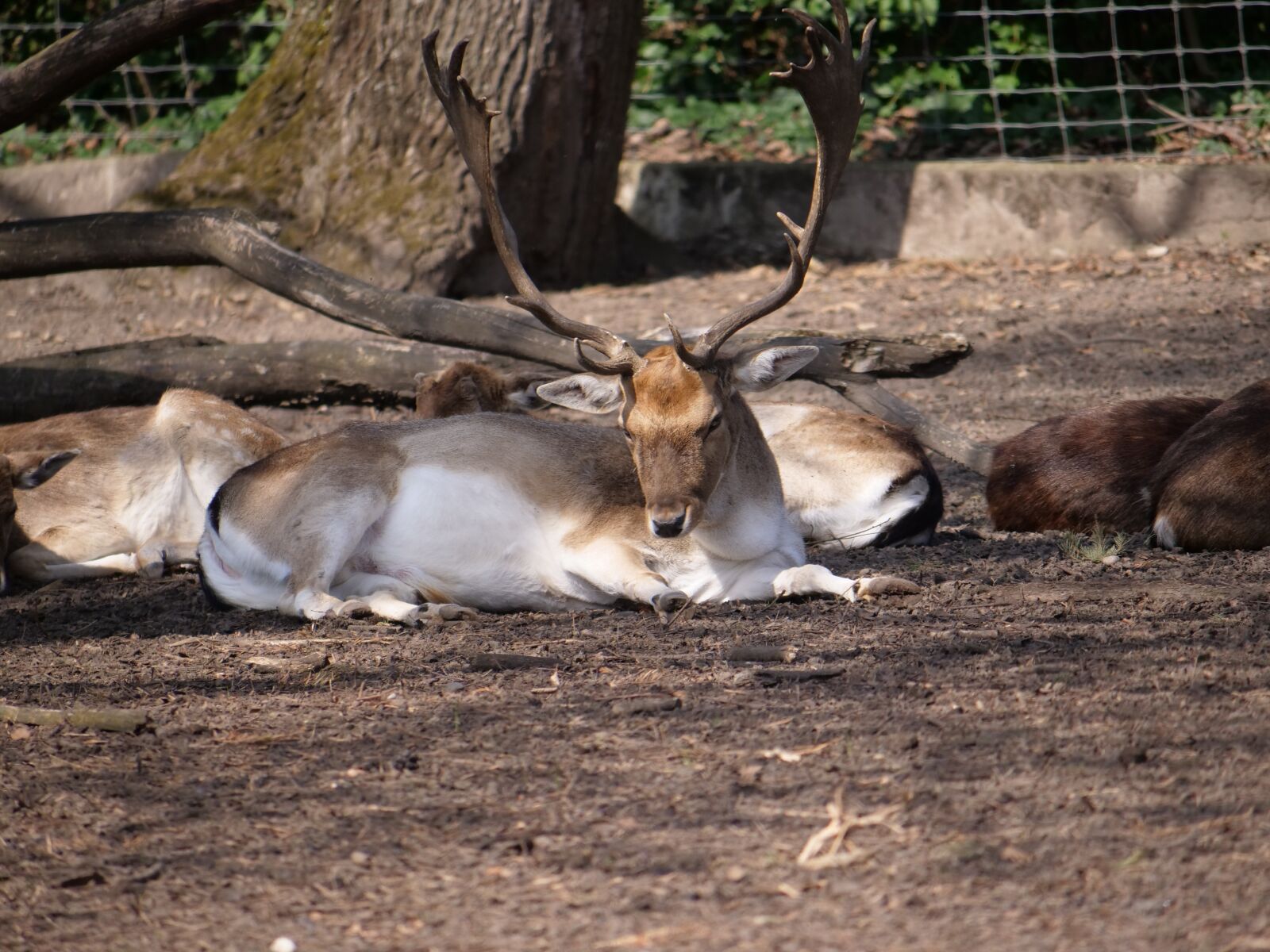 Panasonic Lumix DC-GH5 sample photo. Hirsch, roe deer, concerns photography