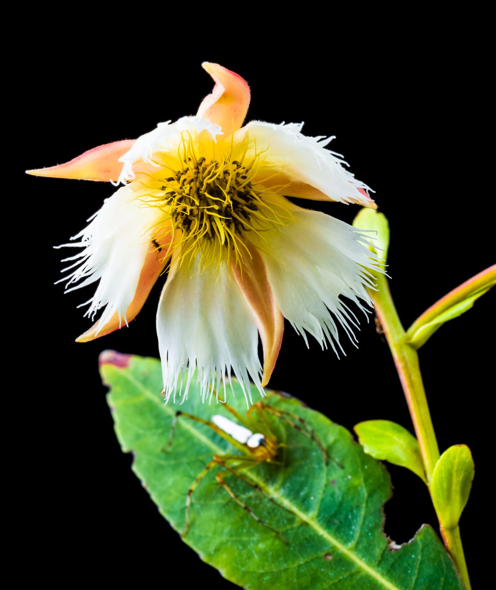 Nikon D5200 sample photo. Blossom, bloom, blossom photography