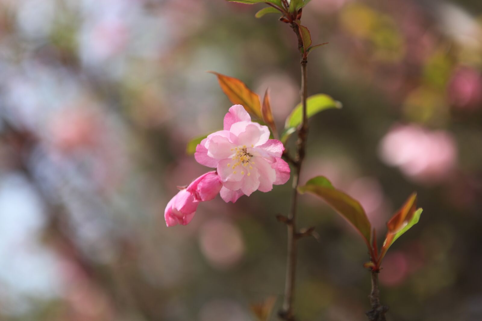 Canon EOS 5D Mark II sample photo. Vertical silk begonia, beijing photography