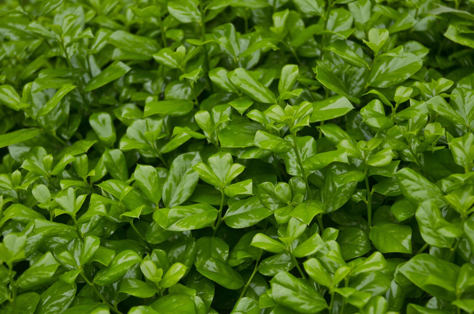 Nikon D7000 sample photo. Hangzhou, spring, plant photography