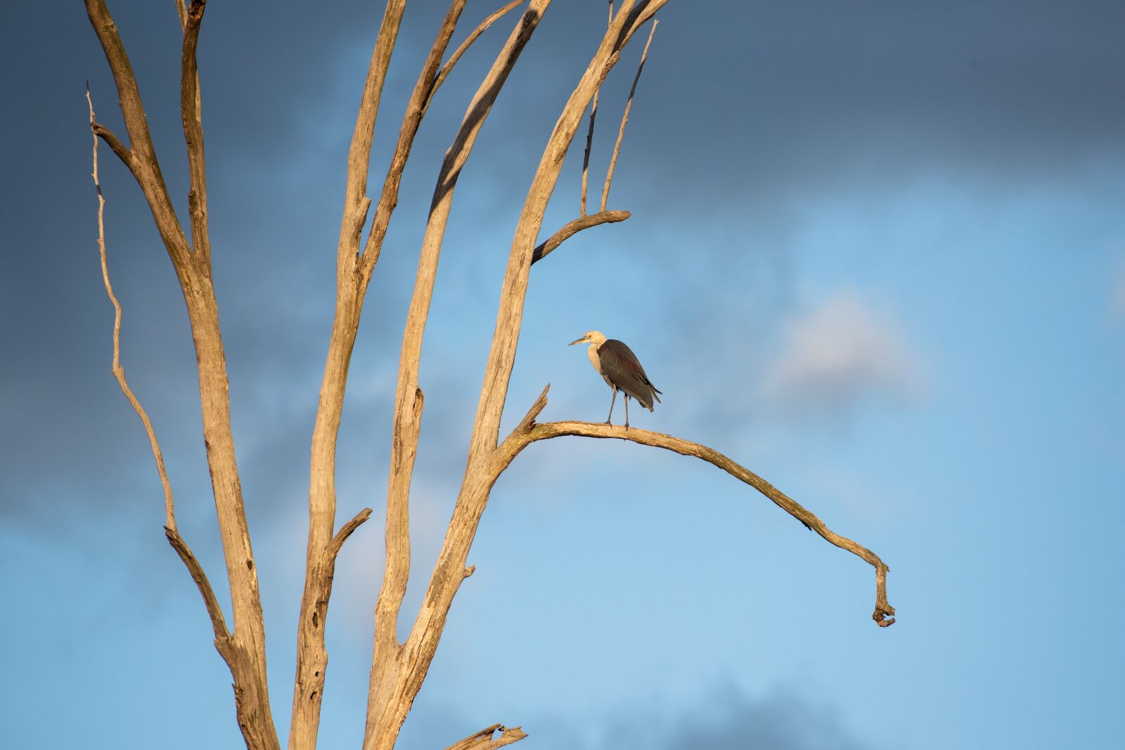 Nikon D750 sample photo. White necked heron, pacific photography