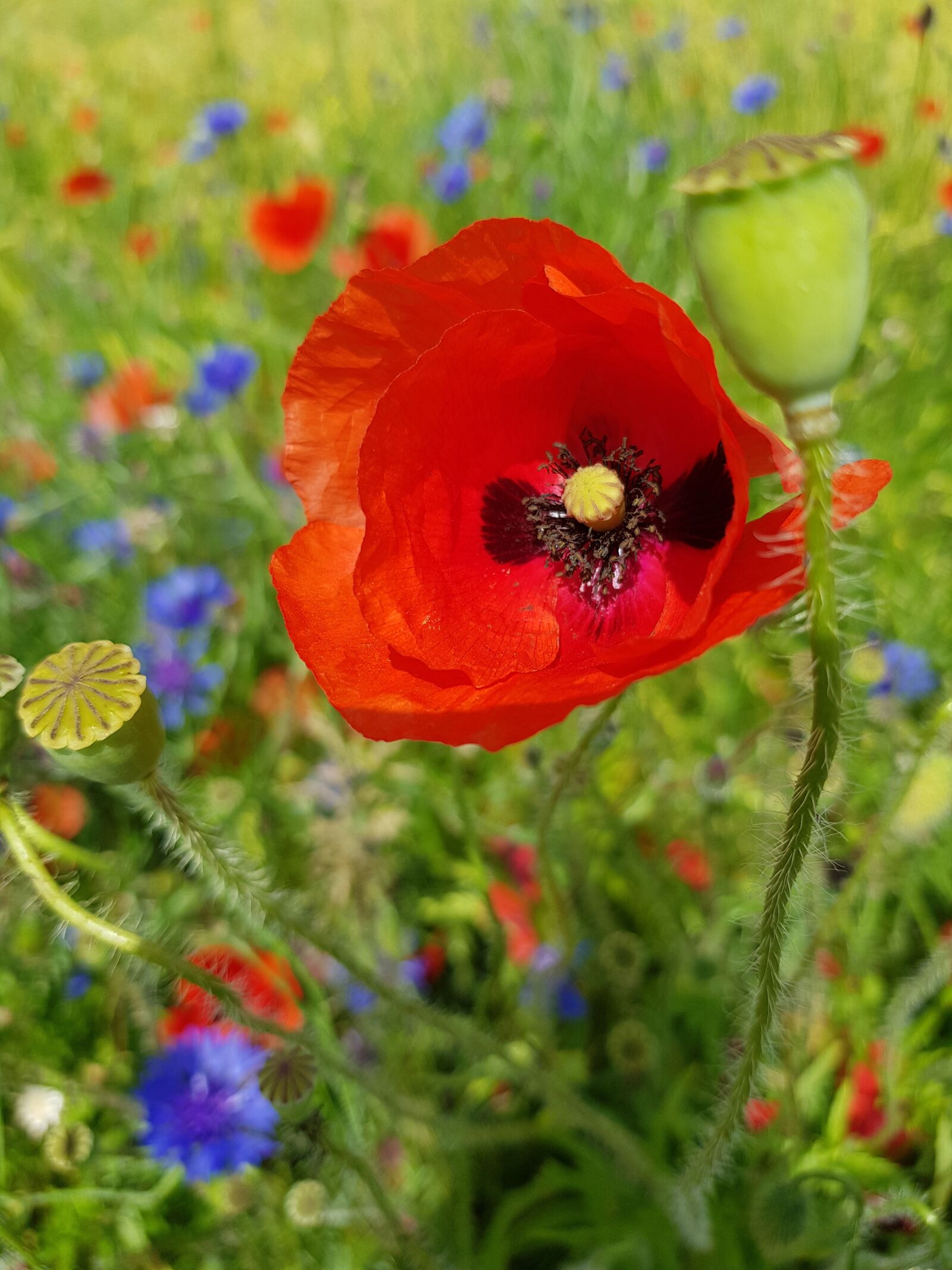 Samsung Galaxy S8 sample photo. Poppy, cornflower, flower meadow photography