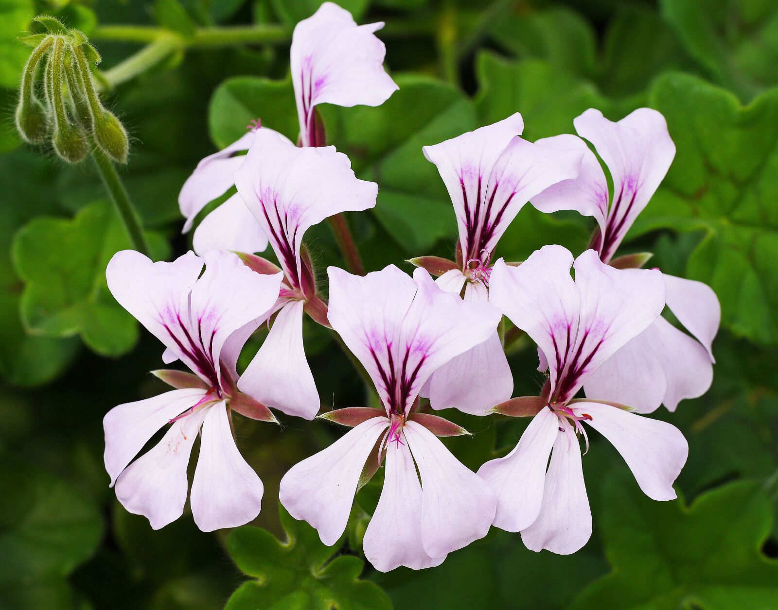 Panasonic Lumix DMC-GH3 sample photo. Exotic blossoms, ivy geranium photography
