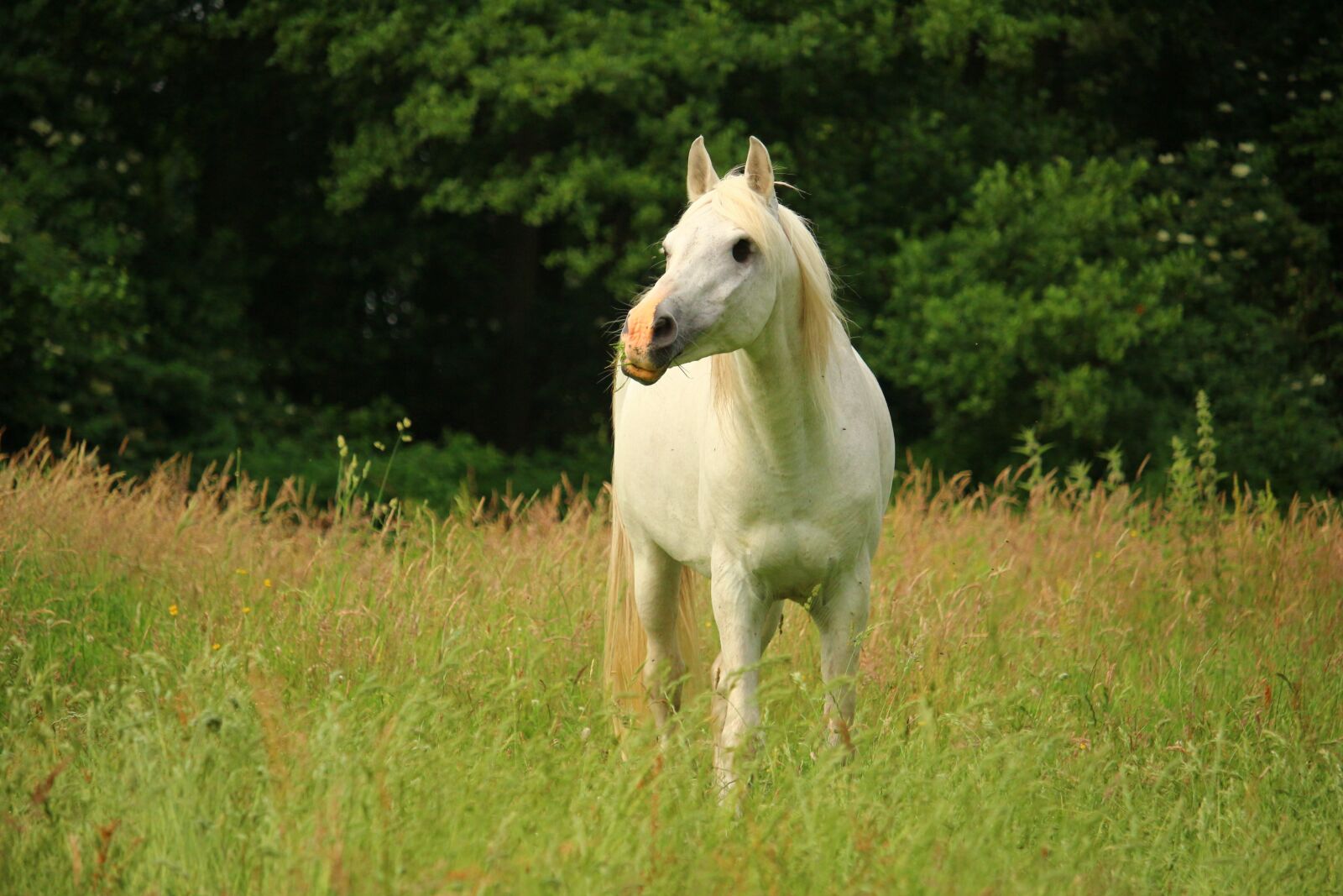 Canon EOS 100D (EOS Rebel SL1 / EOS Kiss X7) sample photo. Horse, mold, pasture photography