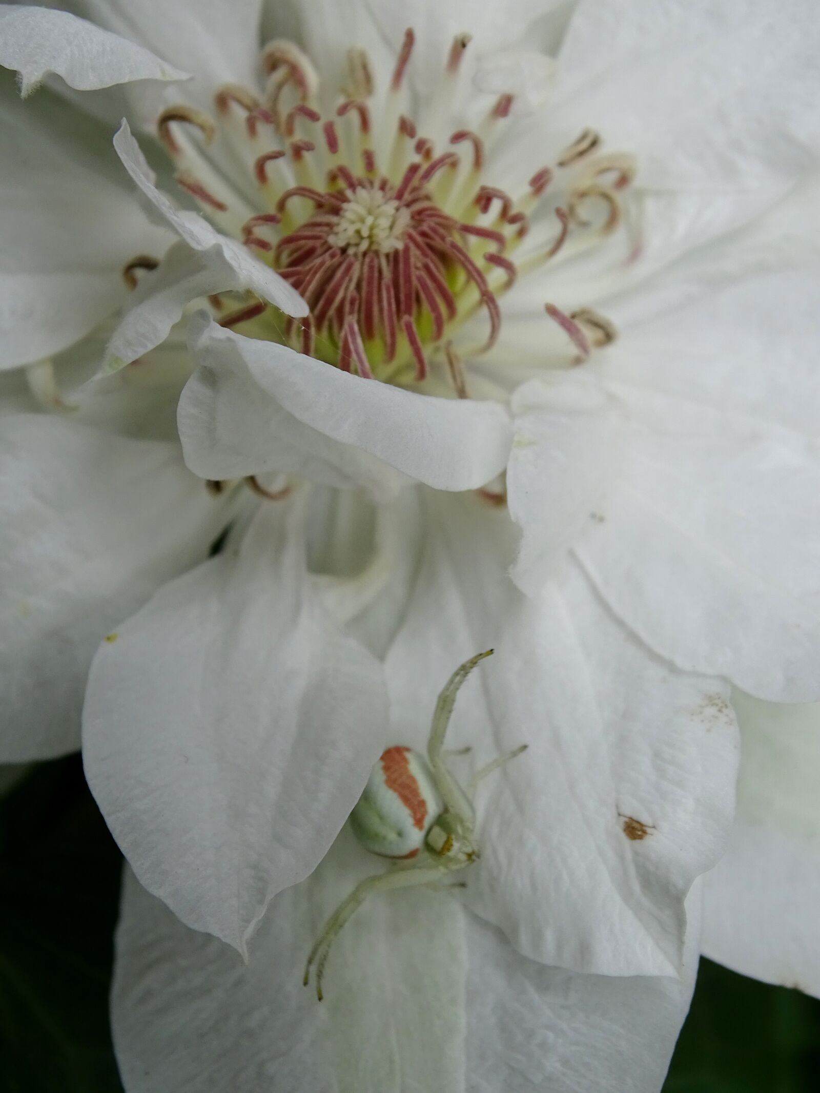 Sony Cyber-shot DSC-HX400V sample photo. Dorsata, adjustment, spider photography