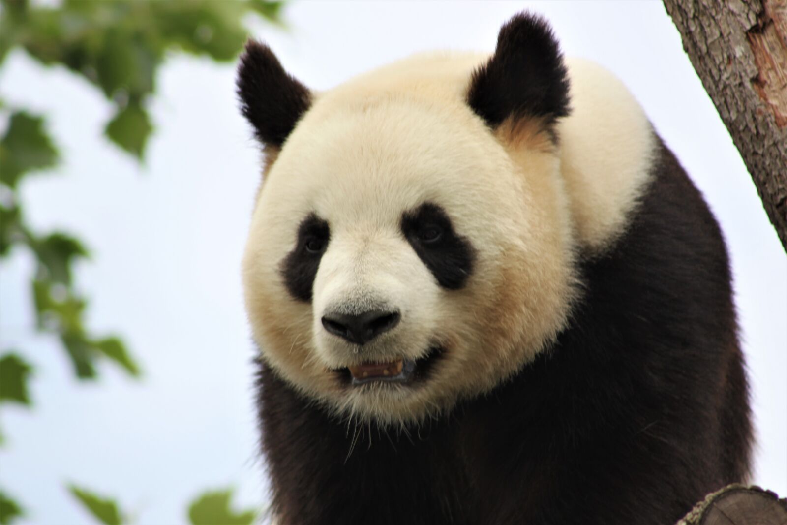 Canon EOS 500D (EOS Rebel T1i / EOS Kiss X3) sample photo. Panda, zoo, beauval photography