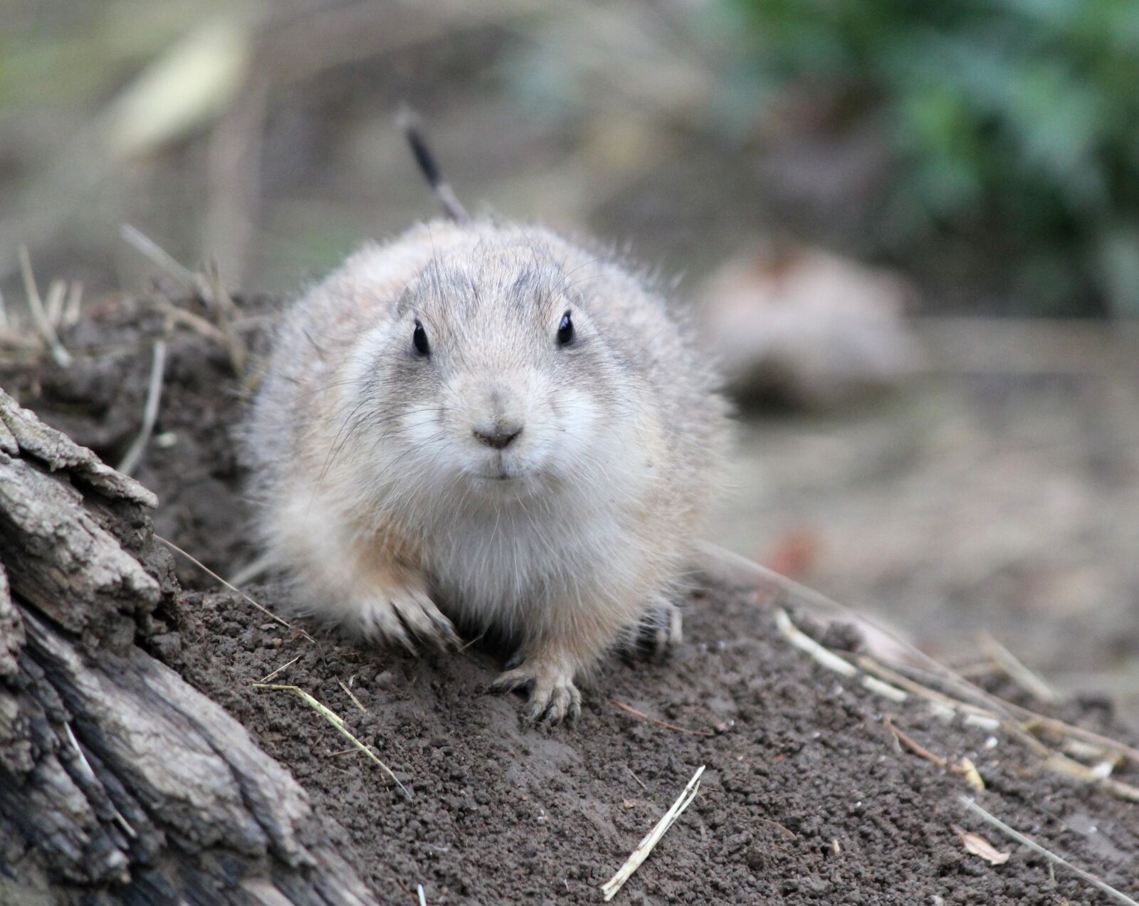 Canon EOS 550D (EOS Rebel T2i / EOS Kiss X4) sample photo. Prairie dogs, pr riov photography