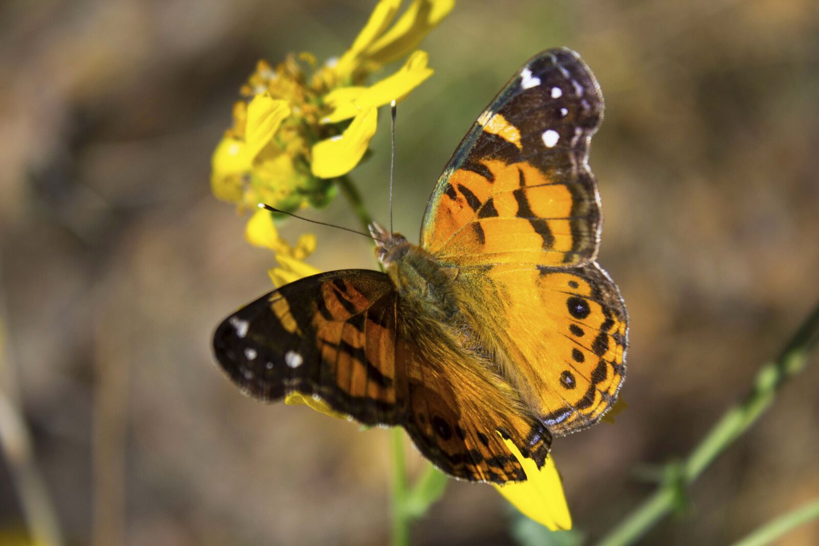 Canon EOS 1200D (EOS Rebel T5 / EOS Kiss X70 / EOS Hi) sample photo. Butterfly, pretty, outside photography