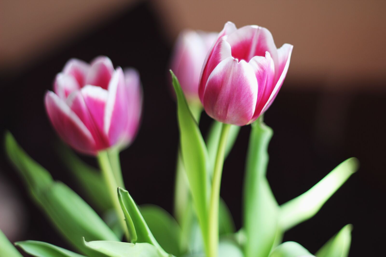Canon EOS 60D sample photo. Tulip, flower, pink photography