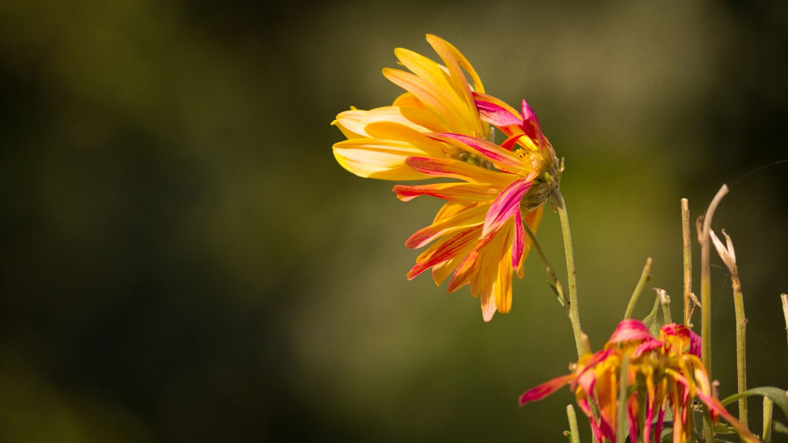 Canon EOS 600D (Rebel EOS T3i / EOS Kiss X5) sample photo. Withered flower, withering mum photography