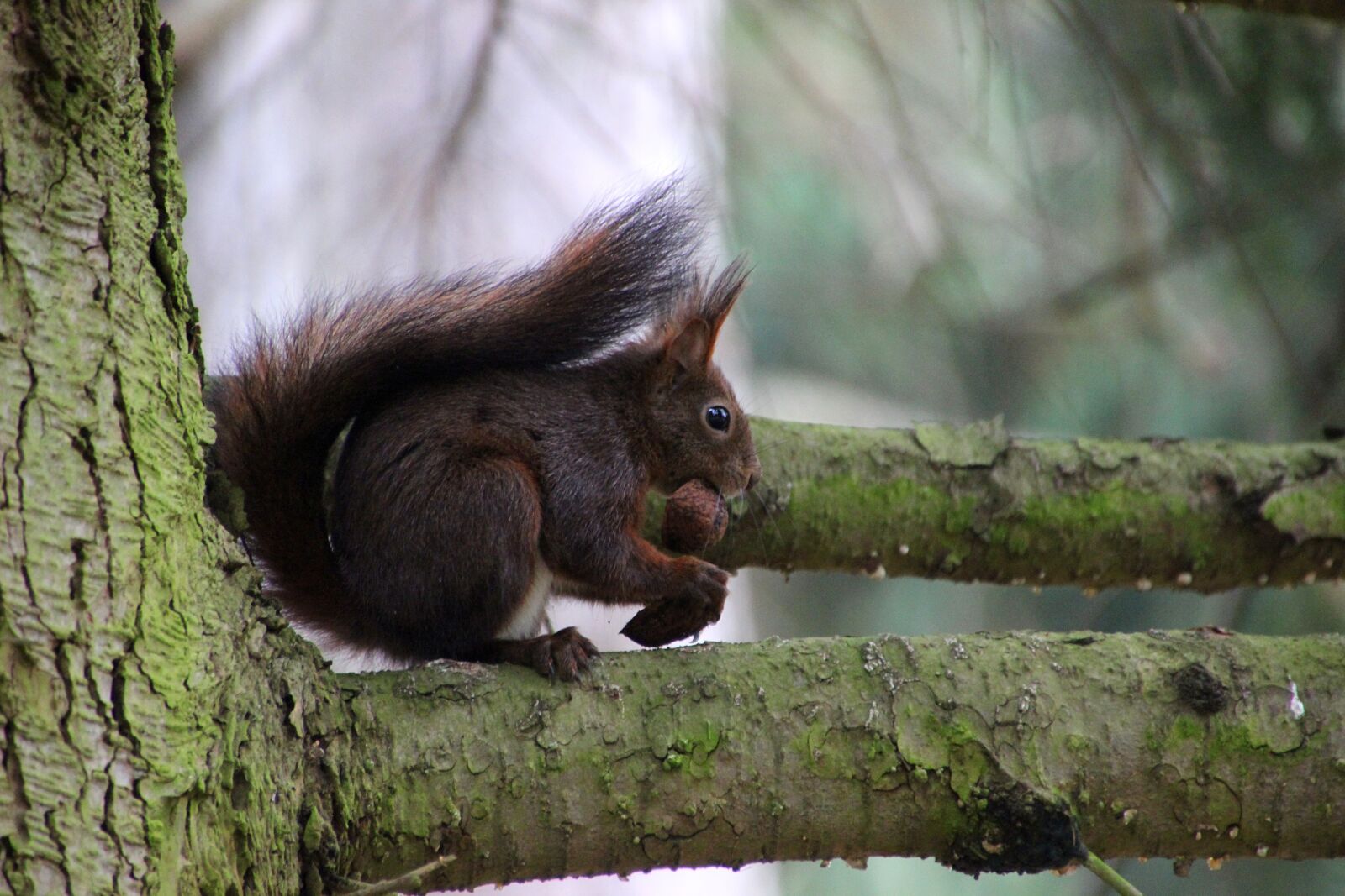 Canon EOS 600D (Rebel EOS T3i / EOS Kiss X5) sample photo. Squirrel, forest, nut photography