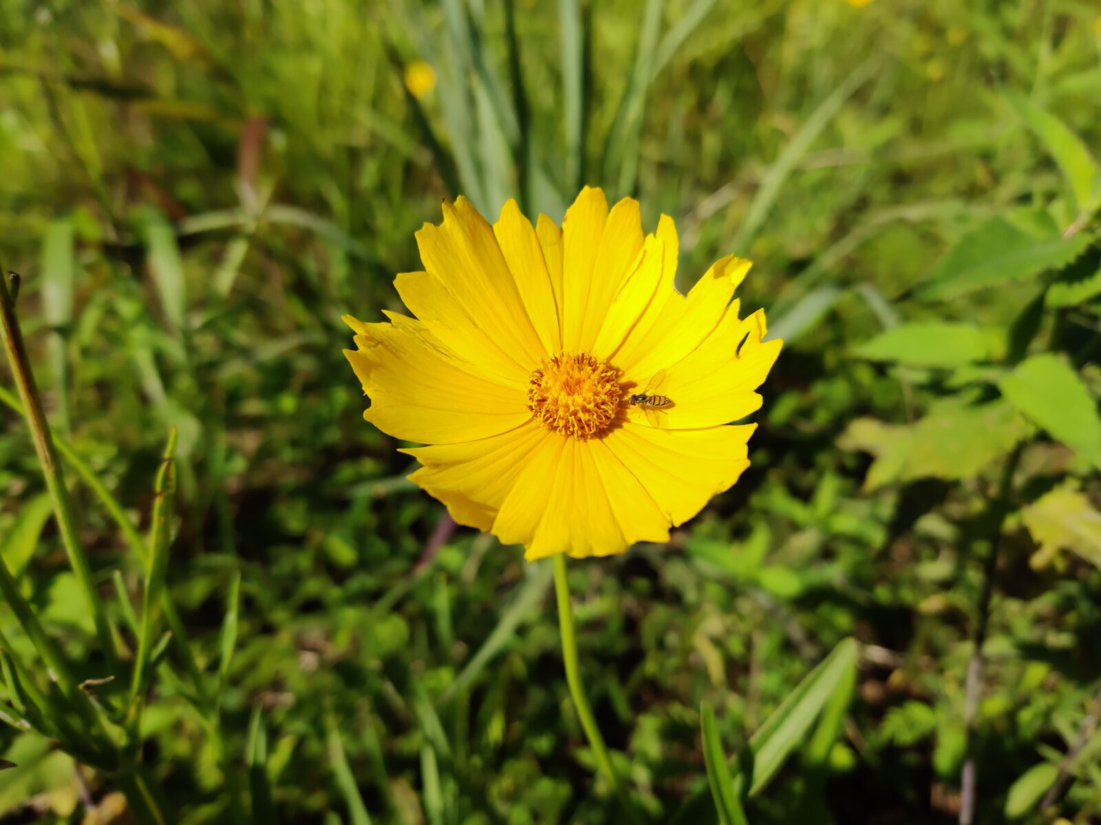 OnePlus 7 PRO sample photo. Tickseed, flower, blossom photography