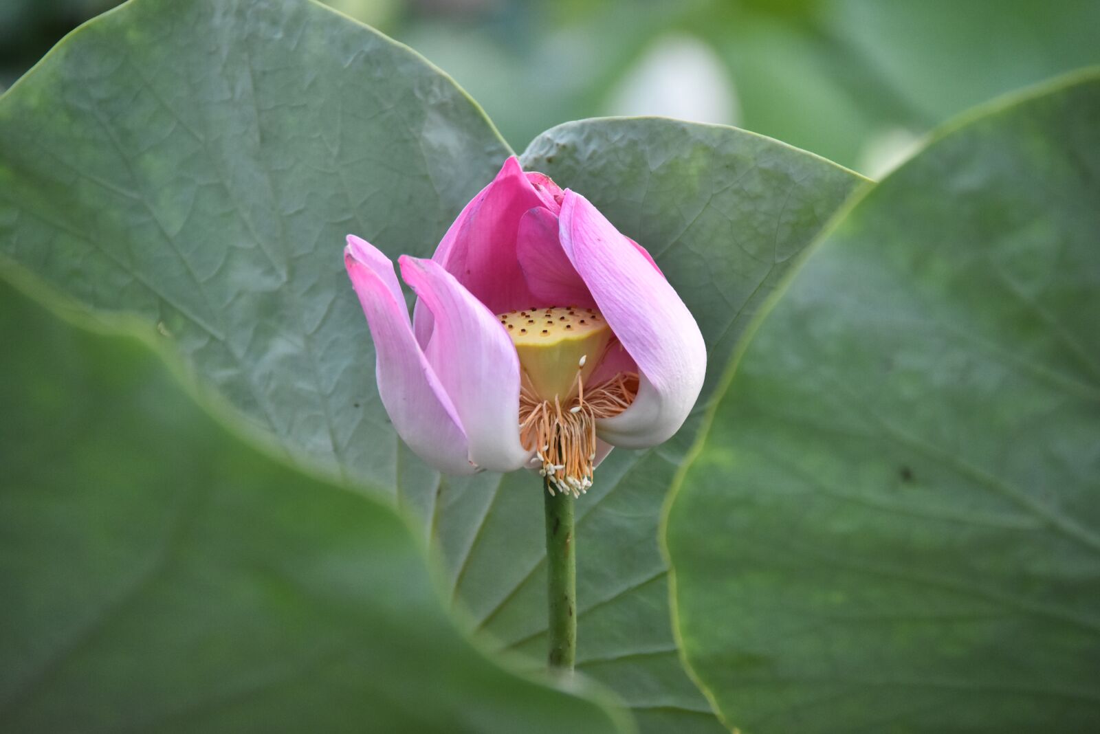 Nikon D7200 sample photo. Lotus flowers, aquatic plants photography