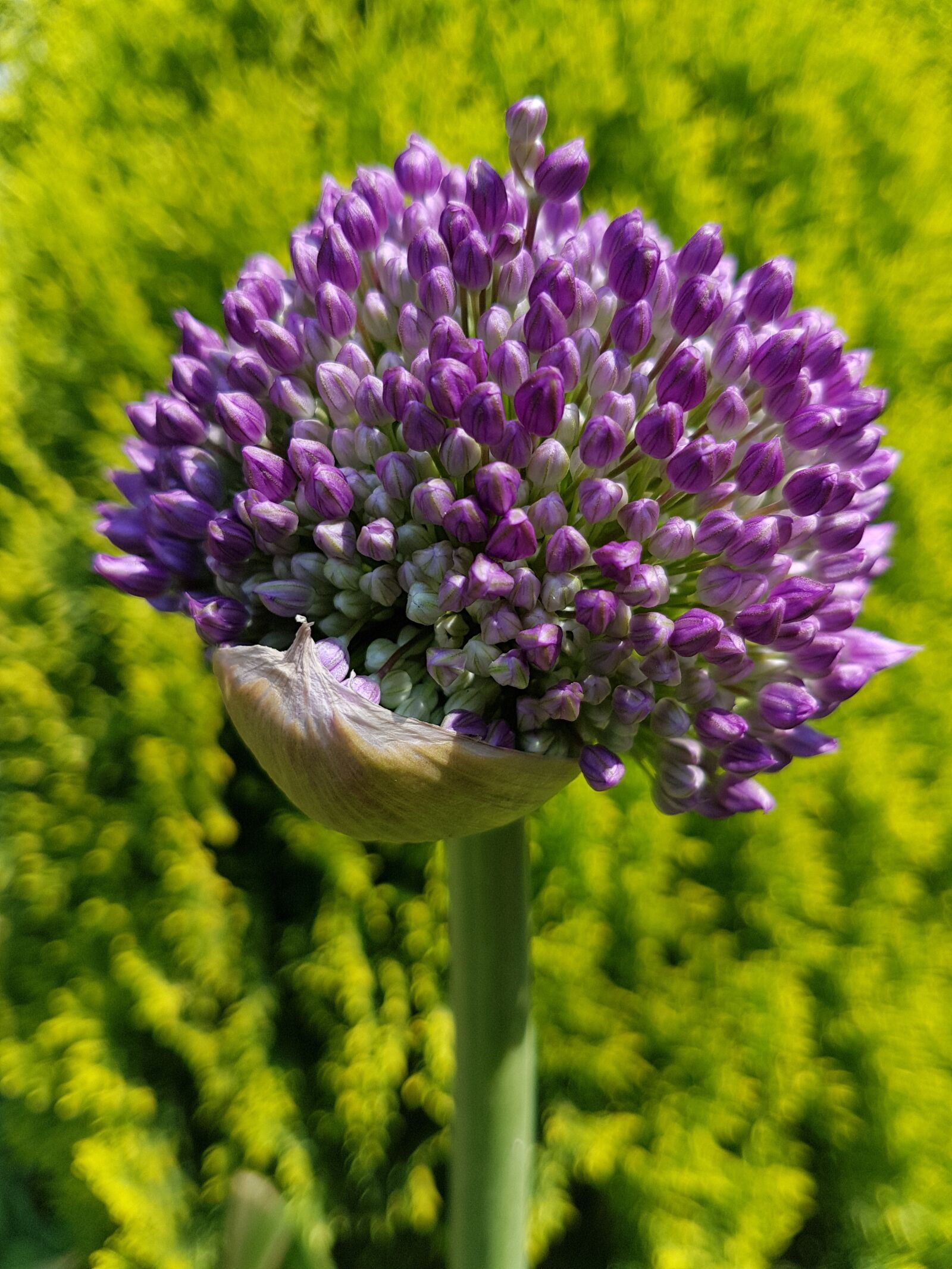 Samsung Galaxy S7 sample photo. Flowers, decorative garlic, spring photography