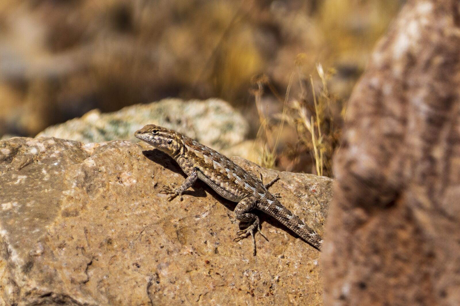 Panasonic Lumix DMC-FZ1000 sample photo. Lizard, desert, reptile photography
