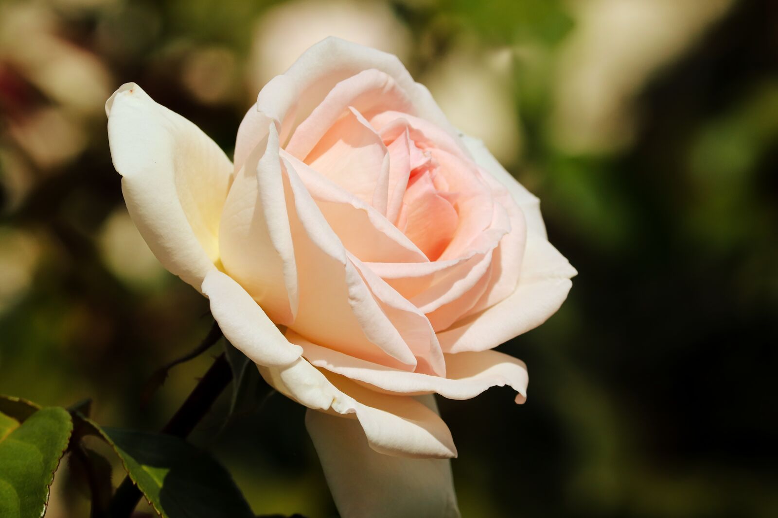 Canon EOS 200D (EOS Rebel SL2 / EOS Kiss X9) sample photo. Rose, pink, white photography