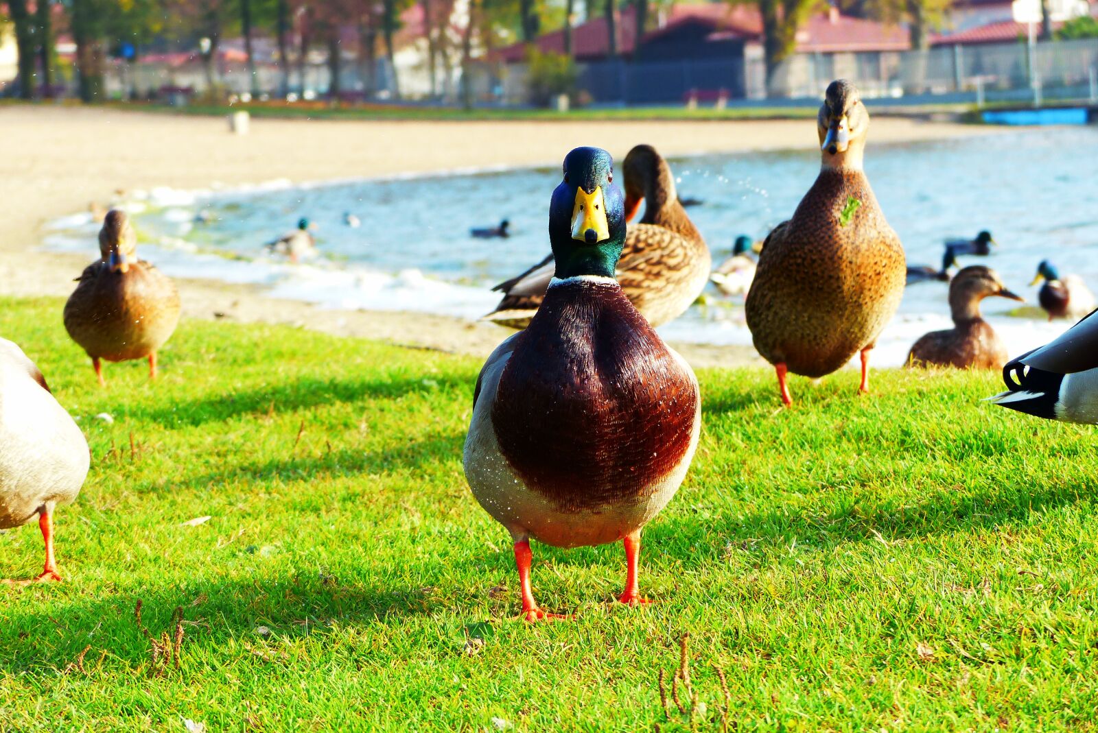 Panasonic Lumix DMC-FZ200 sample photo. Donald duck, water bird photography