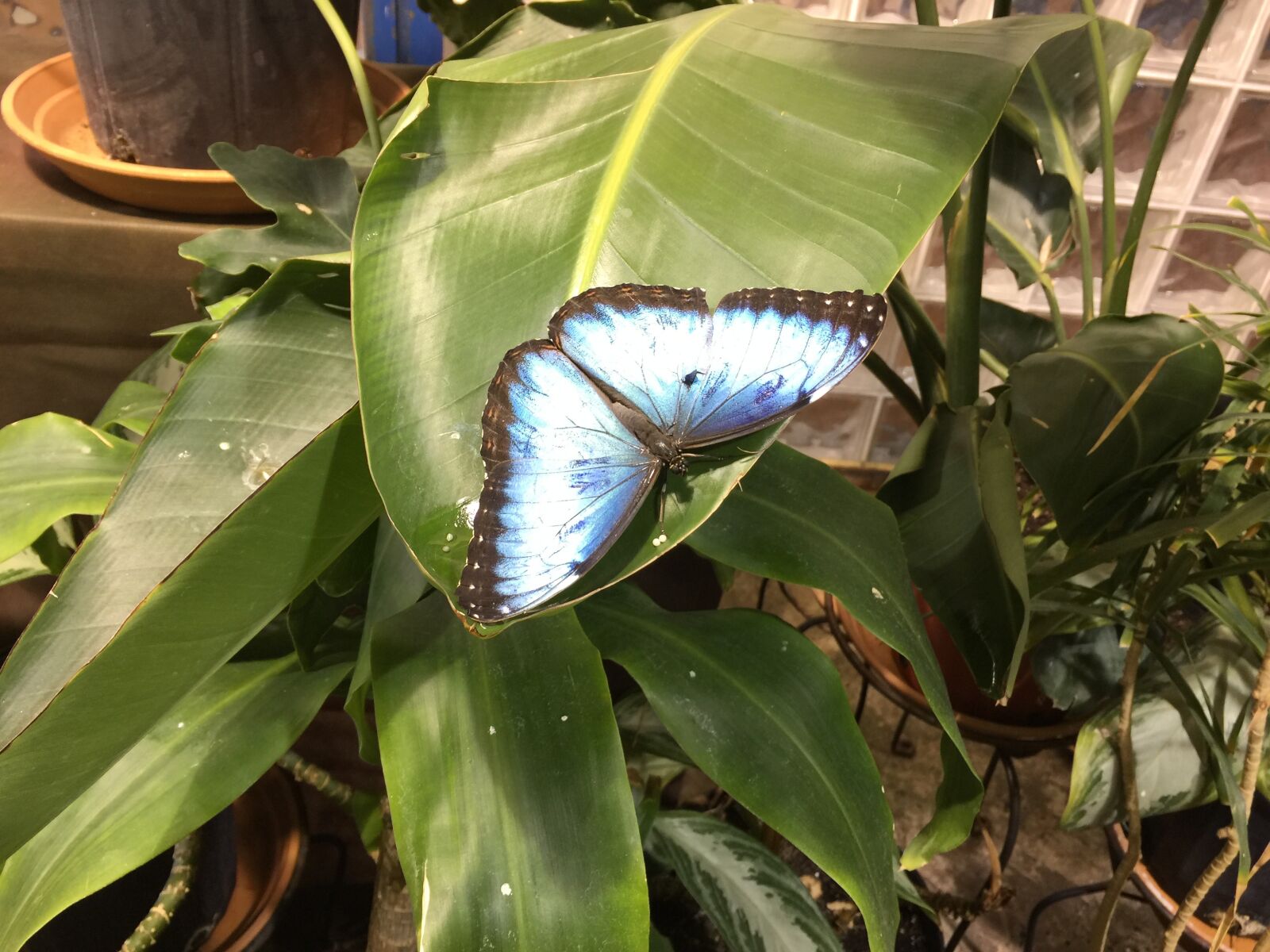iPhone 6 Plus back camera 4.15mm f/2.2 sample photo. Butterfly, insect, wing photography