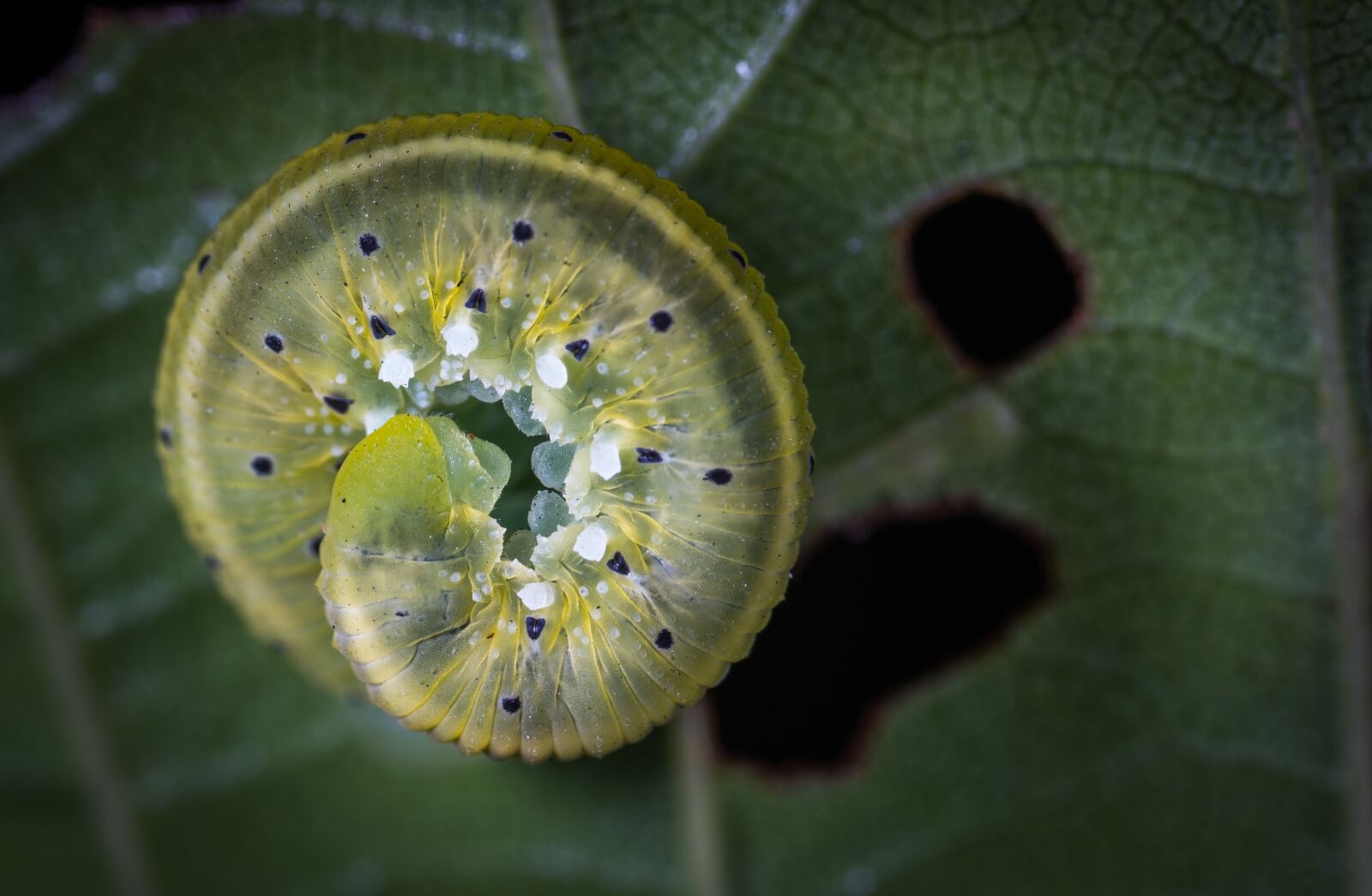 #124 65/2.8 sample photo. Nature, insect, larva photography