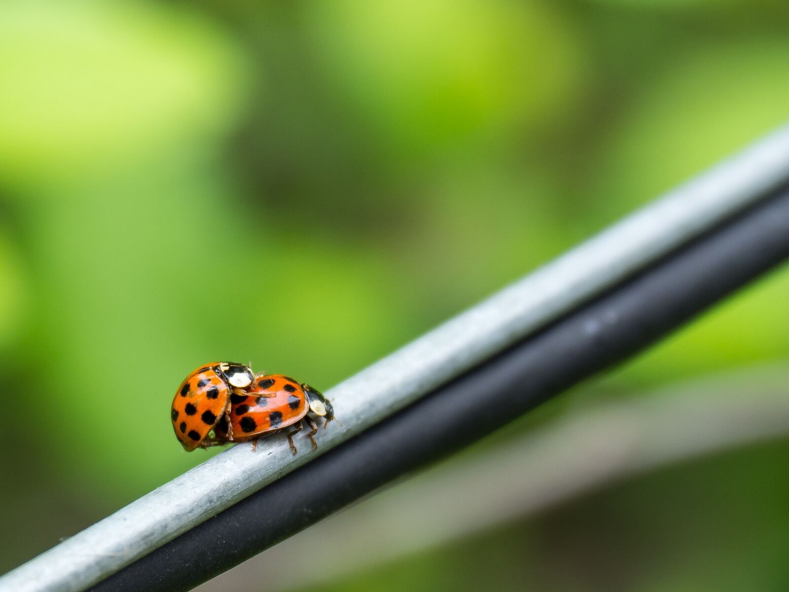 OLYMPUS M.14-150mm F4.0-5.6 II sample photo. Bugs, couple, ladybug photography