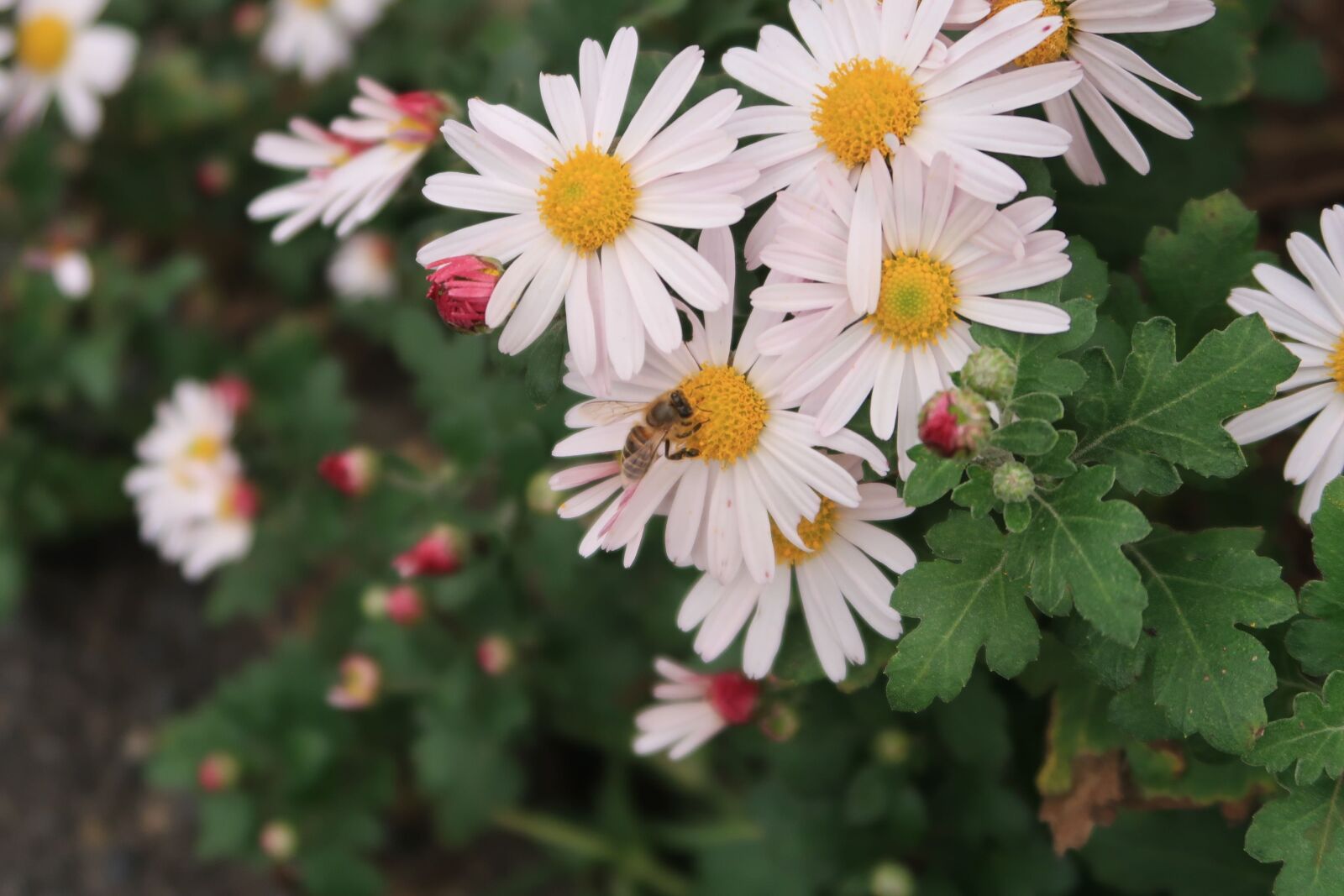 Canon PowerShot G7 X Mark II sample photo. Flowers, chrysanthemum, white photography