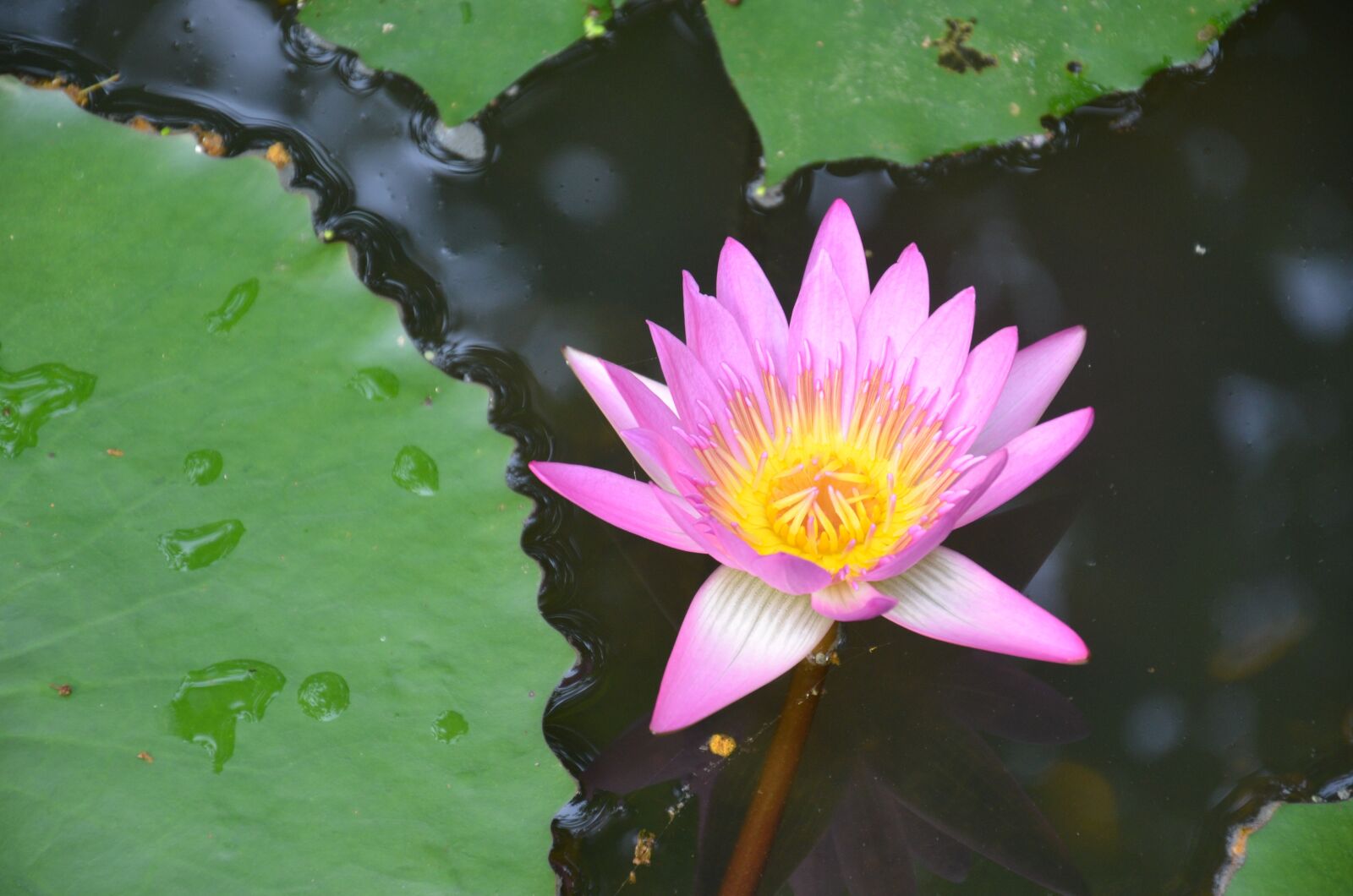 Nikon D7000 sample photo. Lotus, hainan, tropical botanical photography
