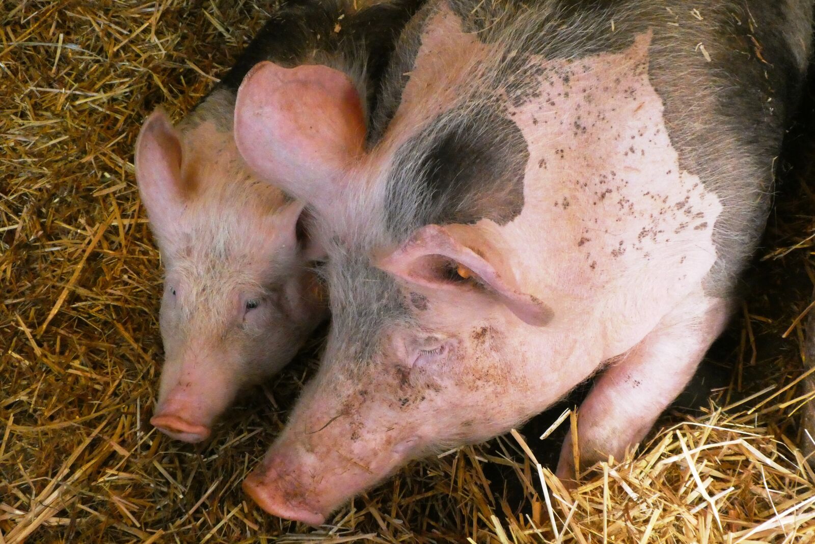 Panasonic Lumix DC-ZS70 (Lumix DC-TZ90) sample photo. Pigs, petting, mammals photography