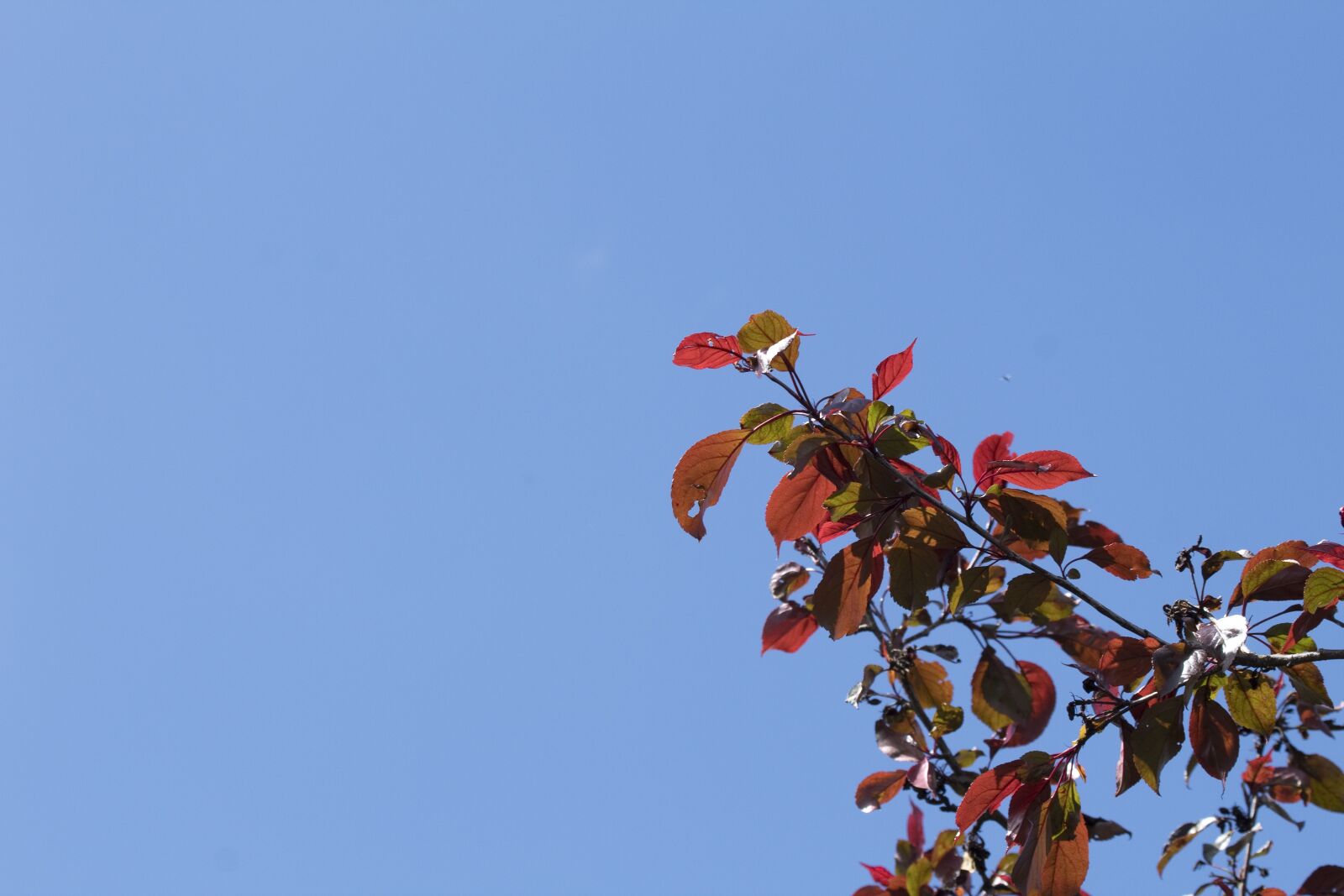 Canon EOS 1300D (EOS Rebel T6 / EOS Kiss X80) sample photo. Blue, sky, branch photography