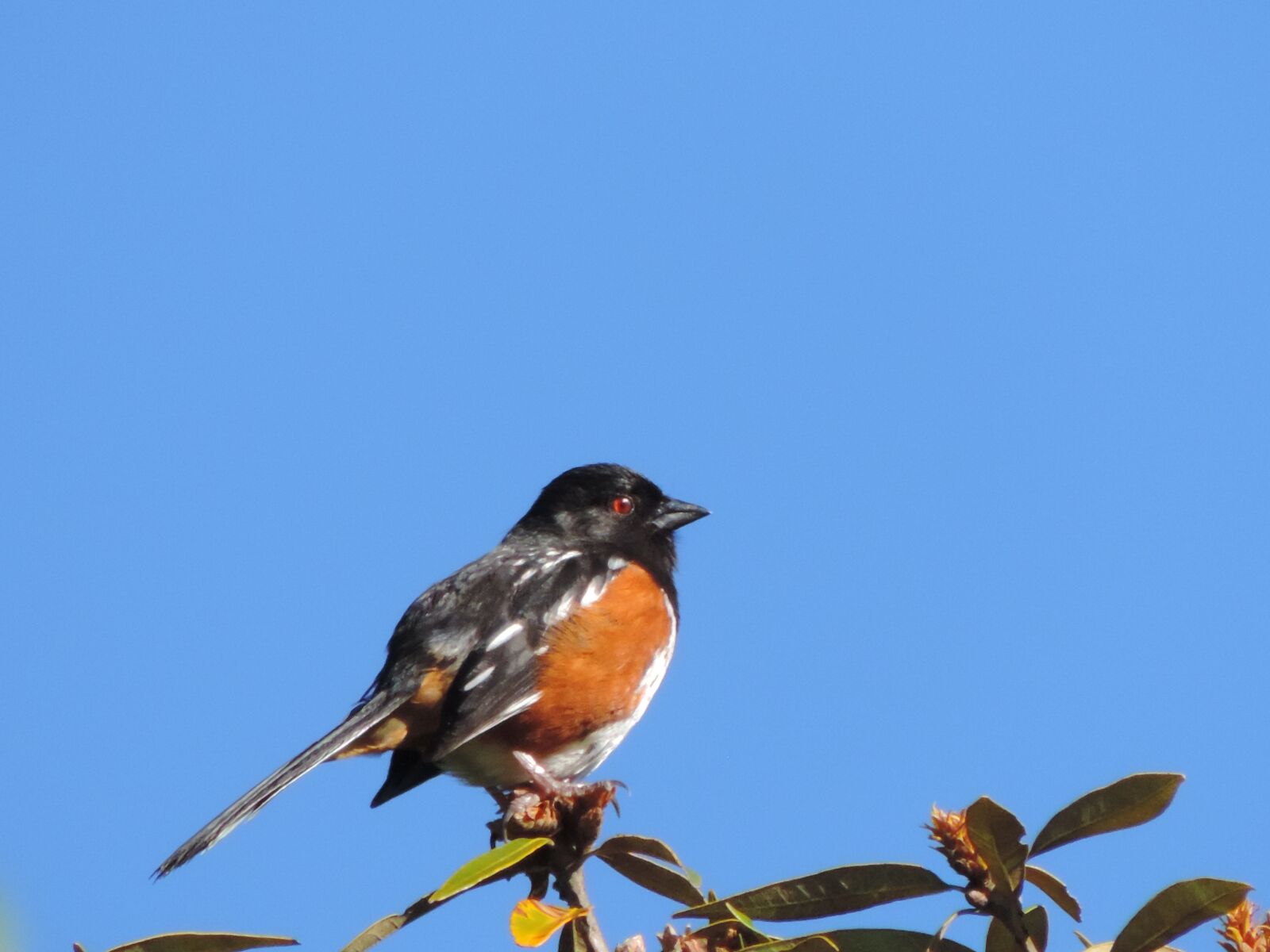 Nikon Coolpix P520 sample photo. Spotted towhee, bird, wild photography
