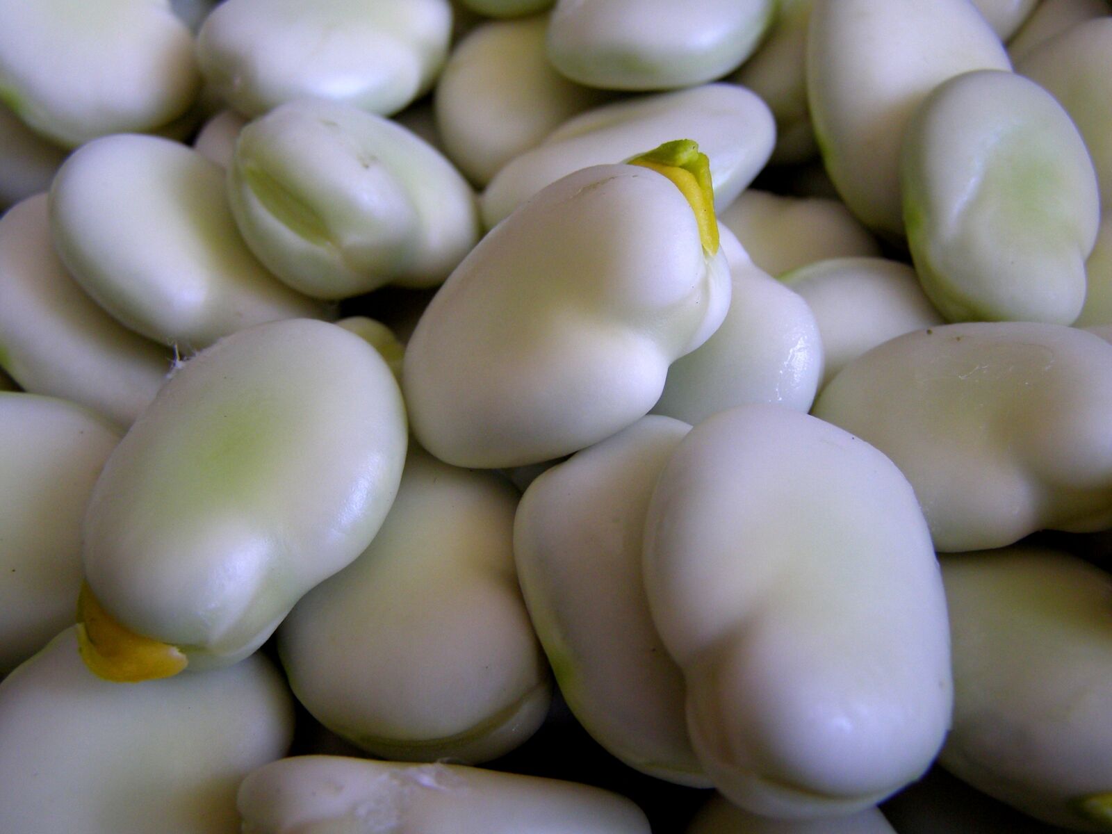 Olympus SP500UZ sample photo. Broad bean, vegetables, seeds photography