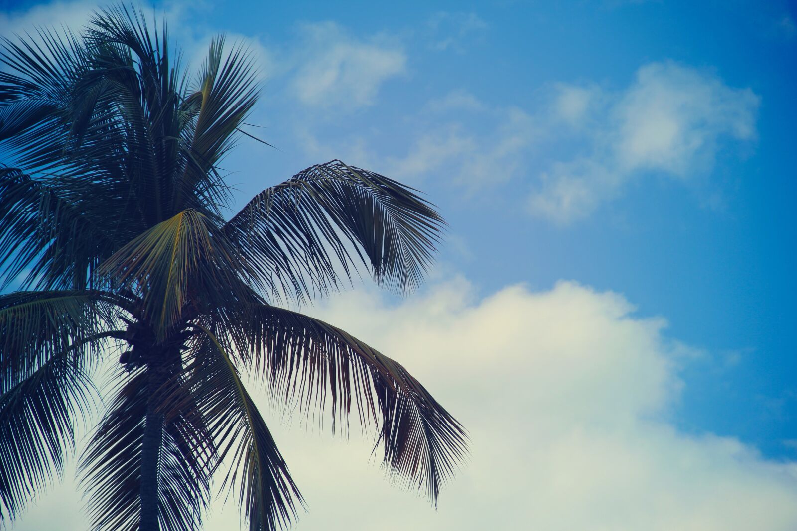 Canon EF-S 18-135mm F3.5-5.6 IS sample photo. Palm trees, blue, sky photography