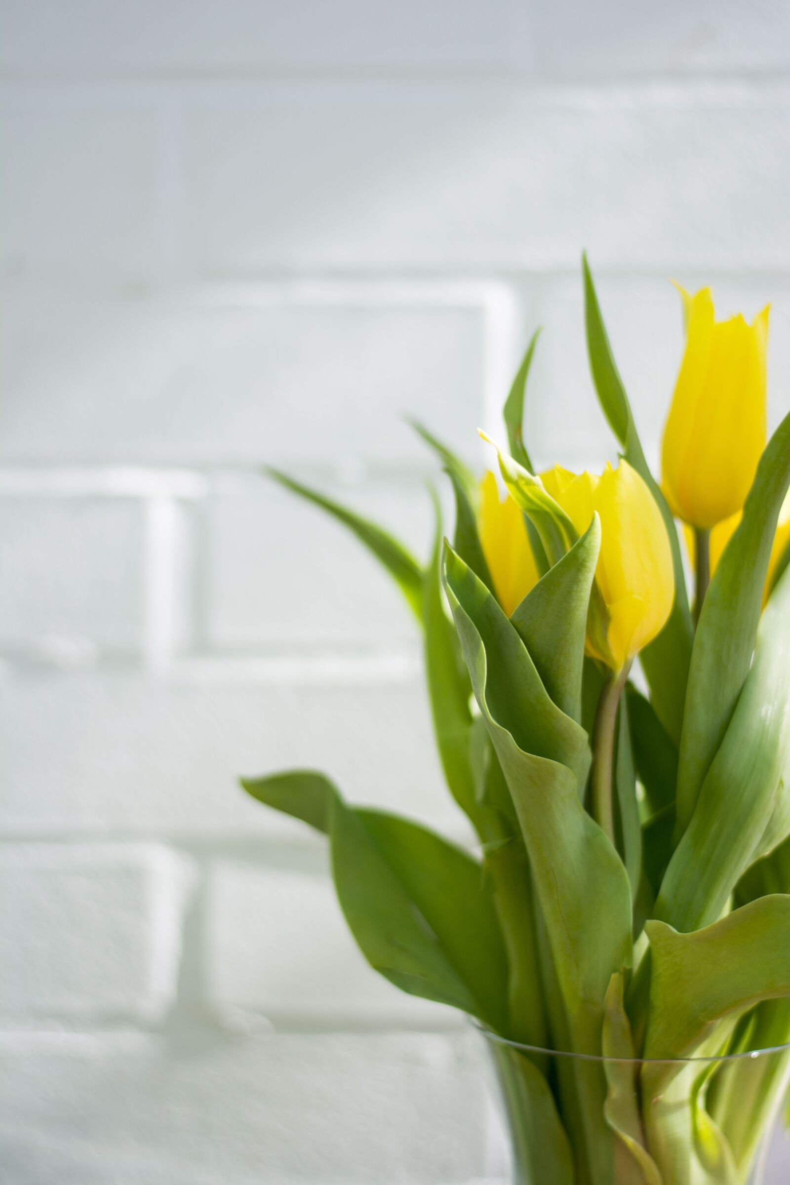 Nikon D5200 sample photo. Tulips, yellow, flowers photography