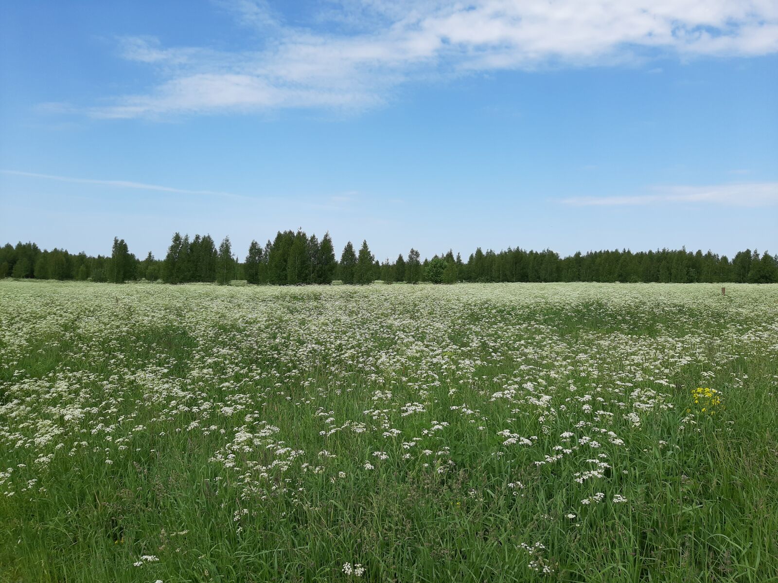 Samsung Galaxy A50 sample photo. Nature, field, rybinsk photography