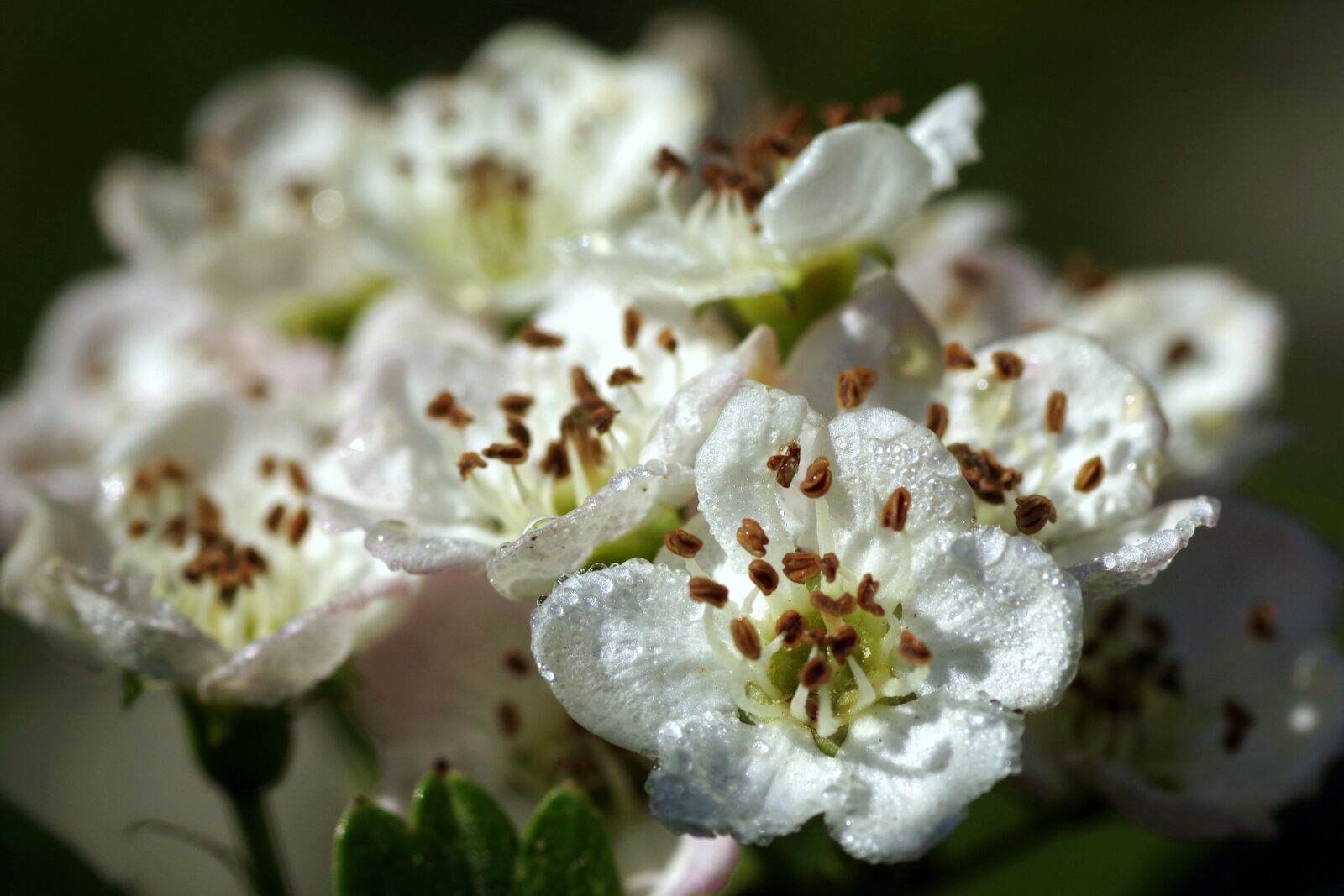 Pentax K-S2 sample photo. Crataegus, flower, macro photography